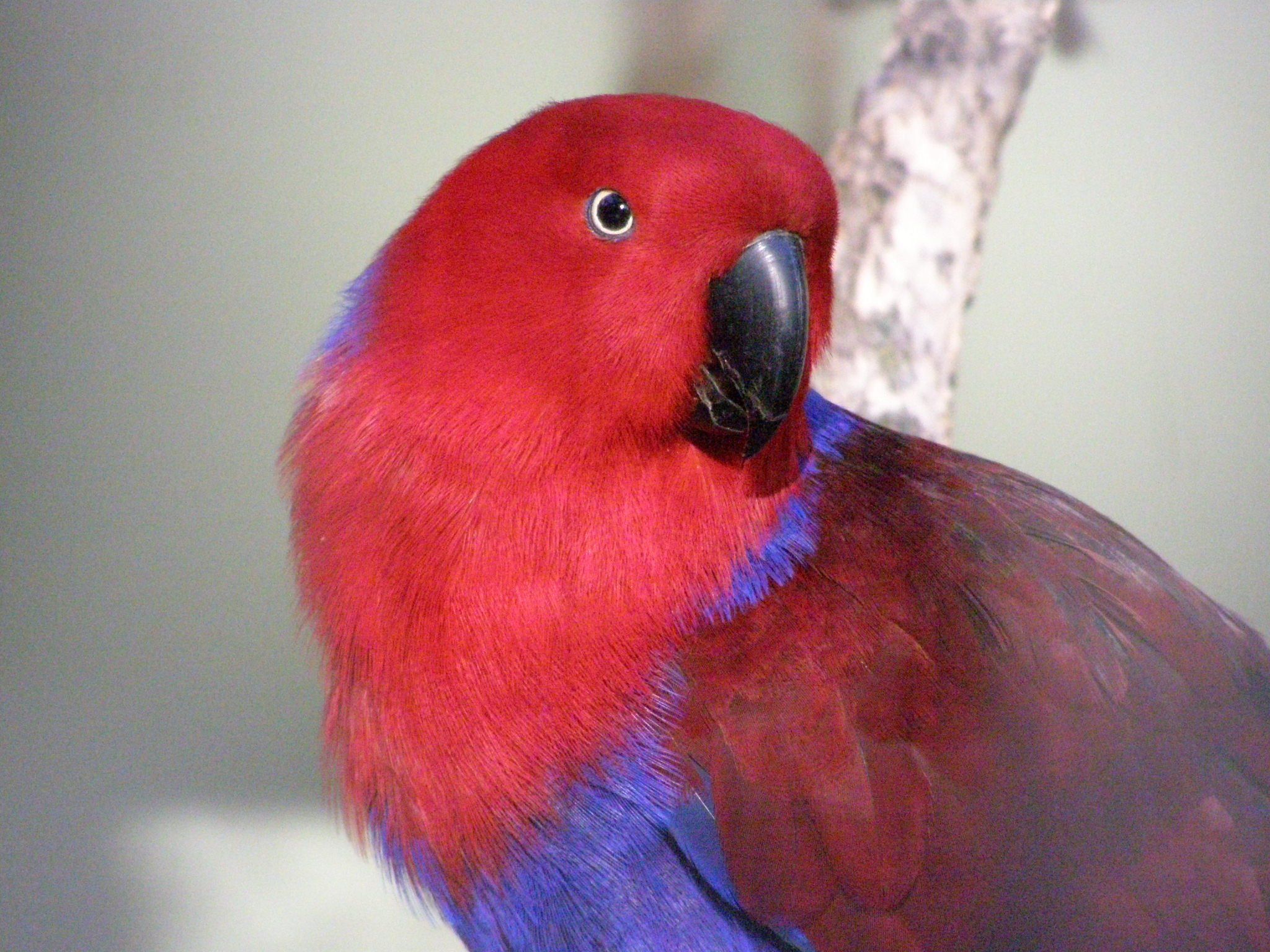 eclectus, Parrot, Bird, Tropical, 4 Wallpaper HD / Desktop