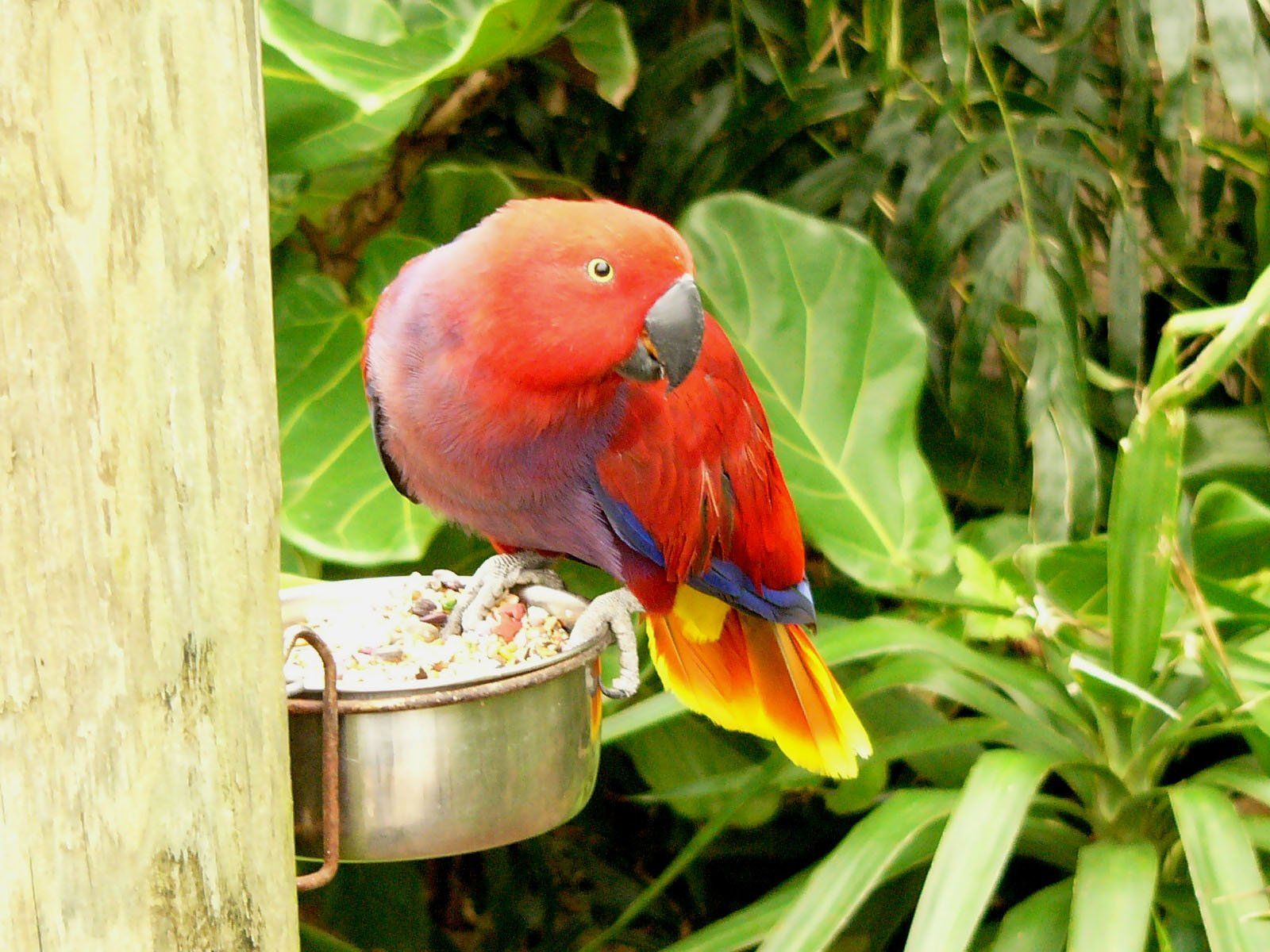 eclectus, Parrot, Bird, Tropical, 13 Wallpaper HD / Desktop