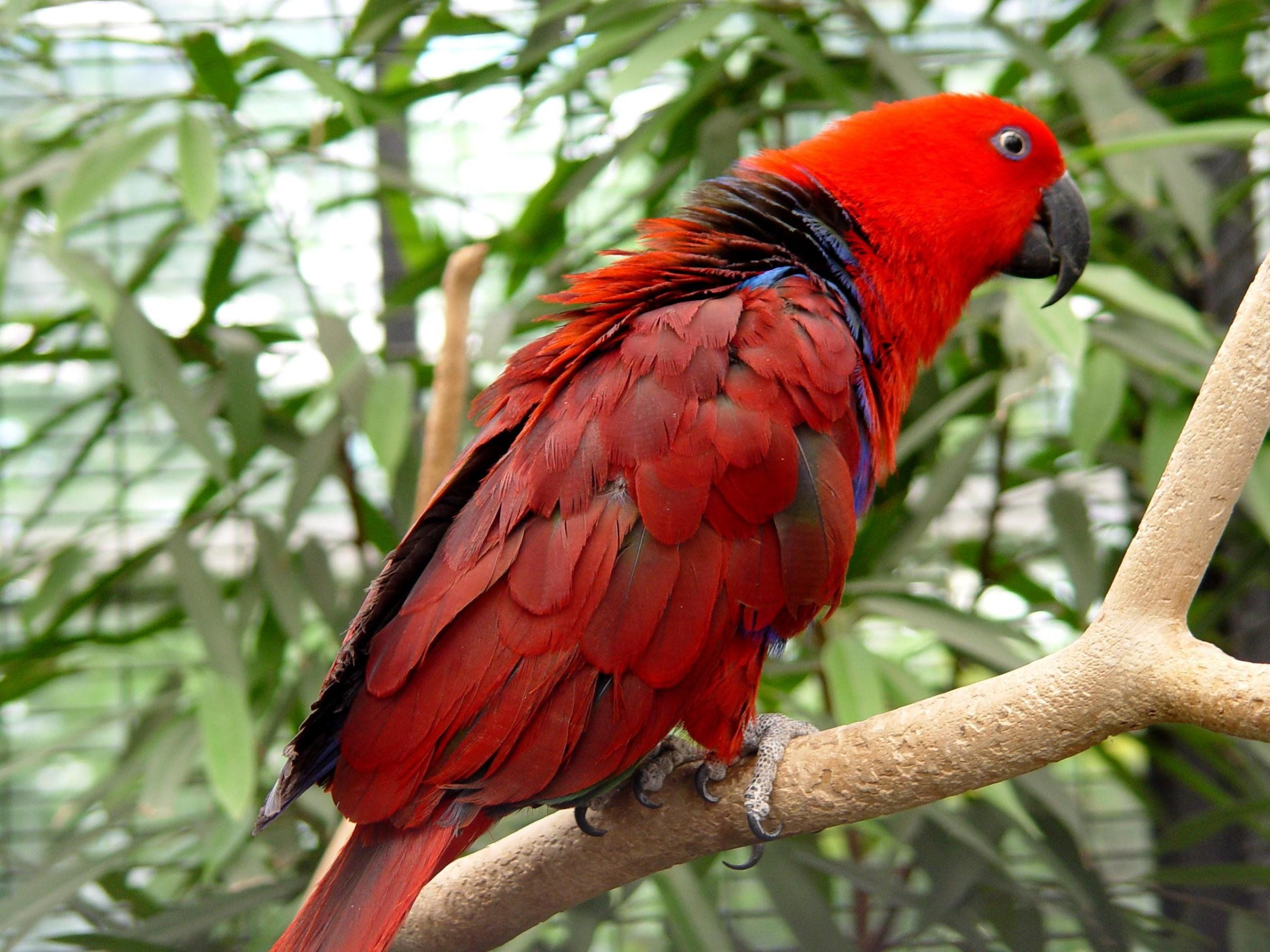 eclectus, Parrot, Bird, Tropical, 23 Wallpaper HD / Desktop