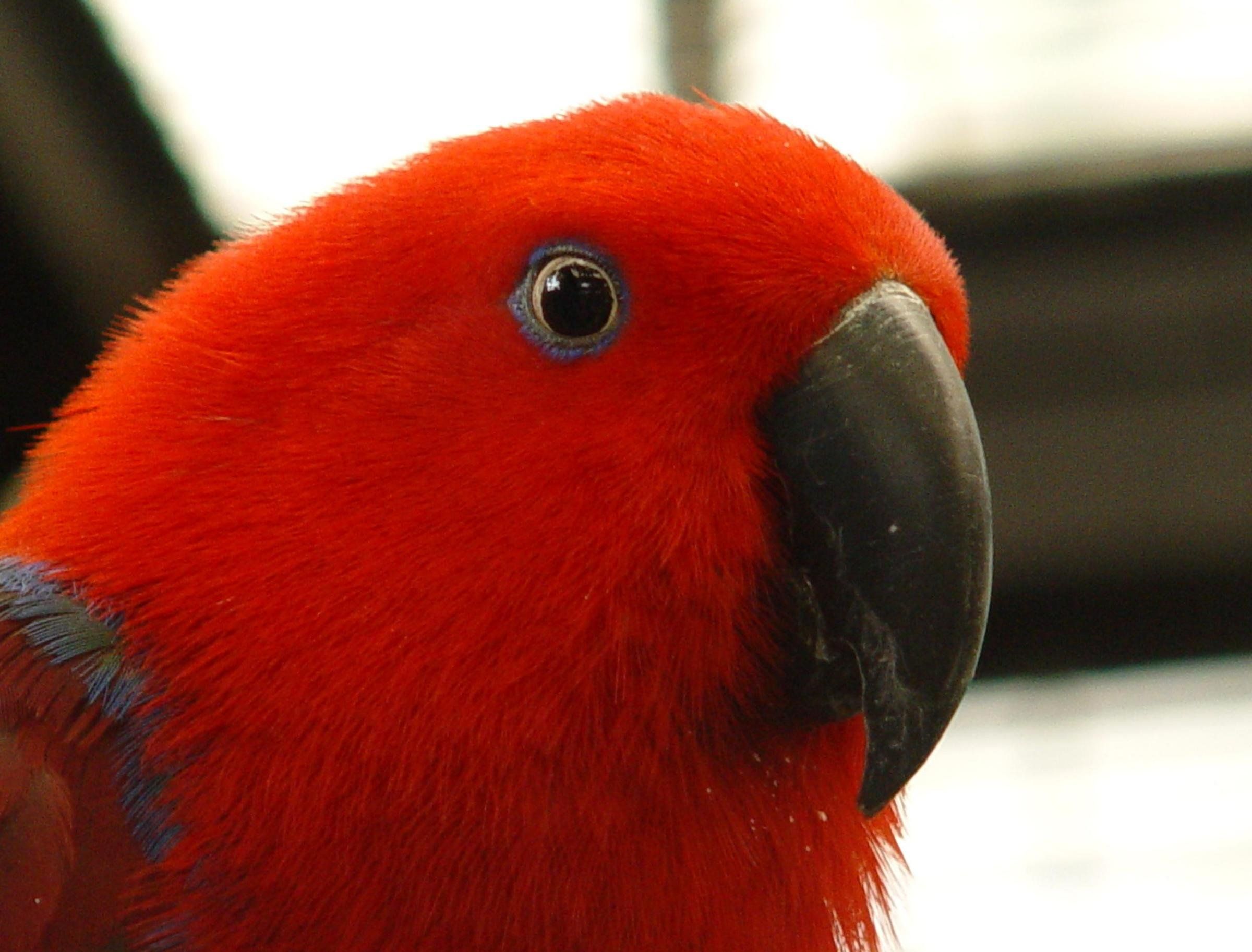 eclectus, Parrot, Bird, Tropical, 30 Wallpaper HD / Desktop