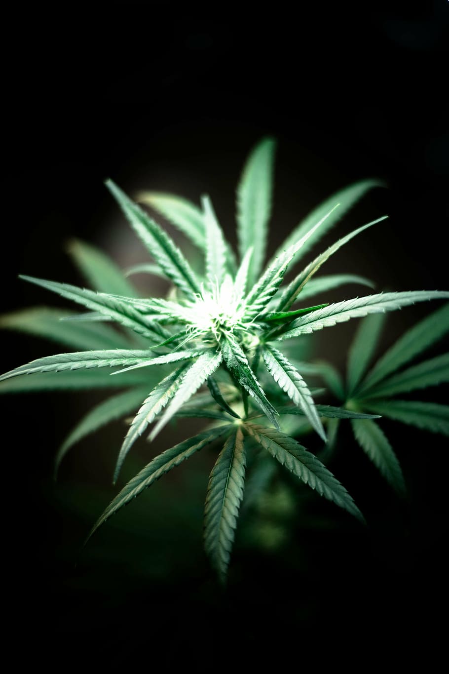 HD wallpaper: closeup of cannabis plant, green, leaf, leaves