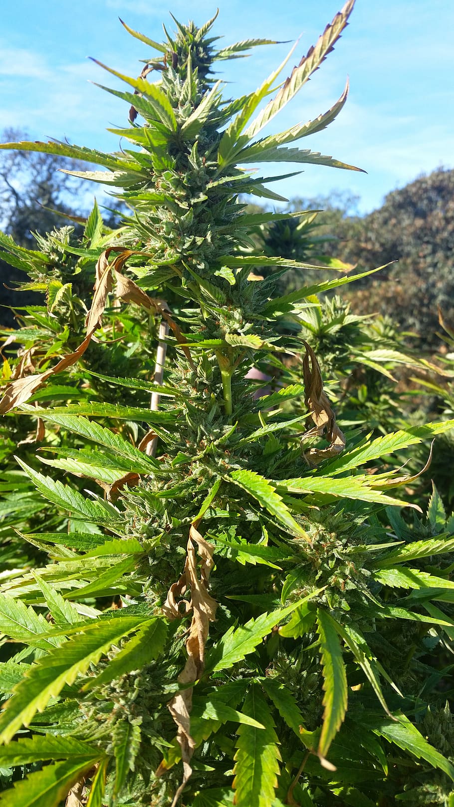HD wallpaper: marijuana, pot, cannabis, plant, weed, herb