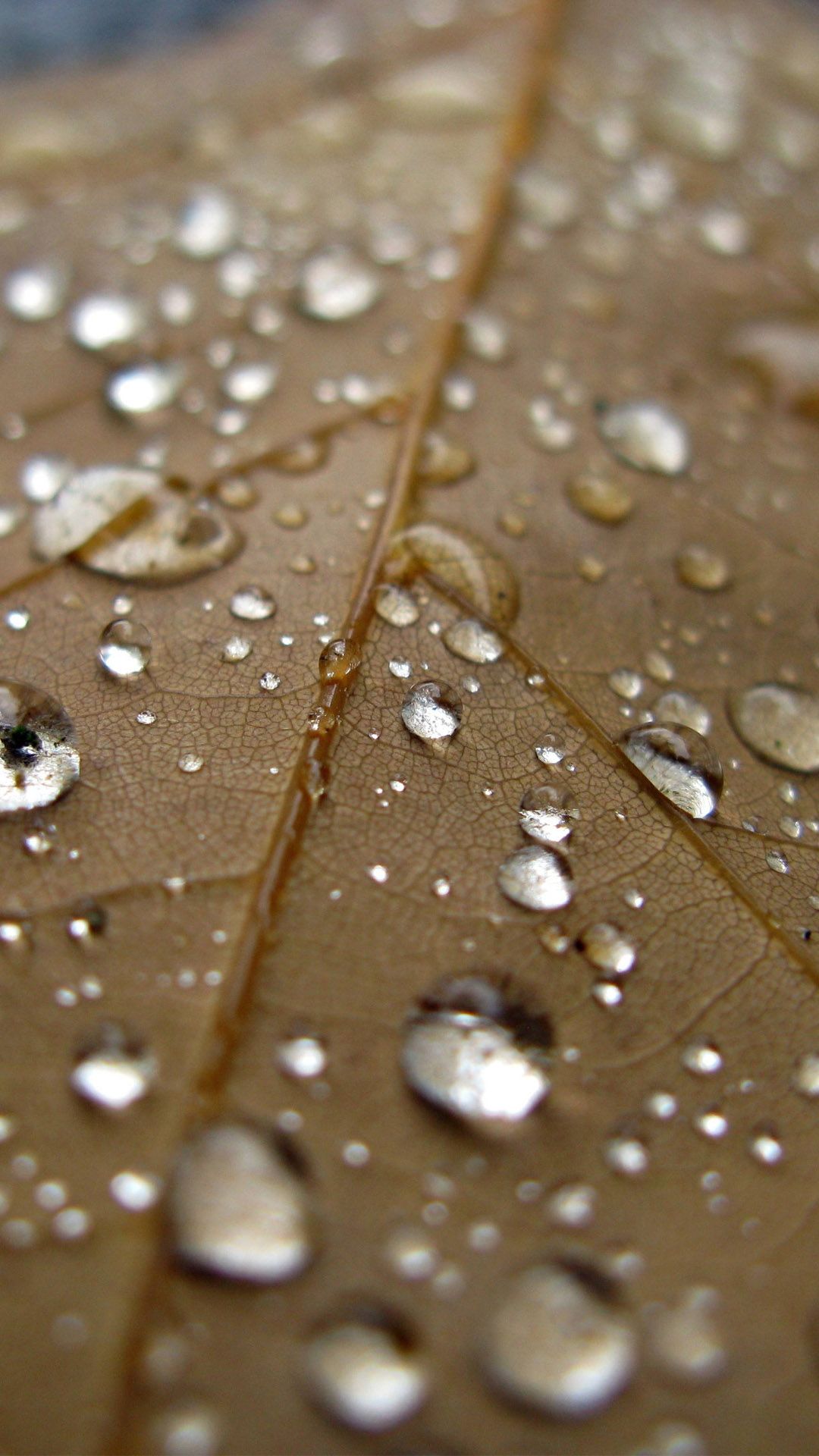 Lenovo Vibe Shot Wallpaper: Water leaves Android Wallpaper