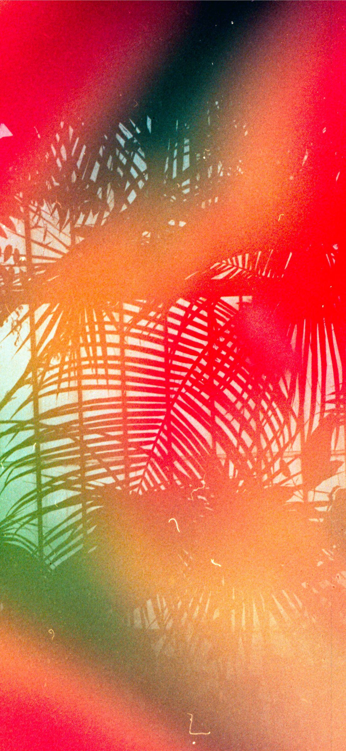 Tropical leaves Shot on 35mm Leica MDa with Dub. iPhone X