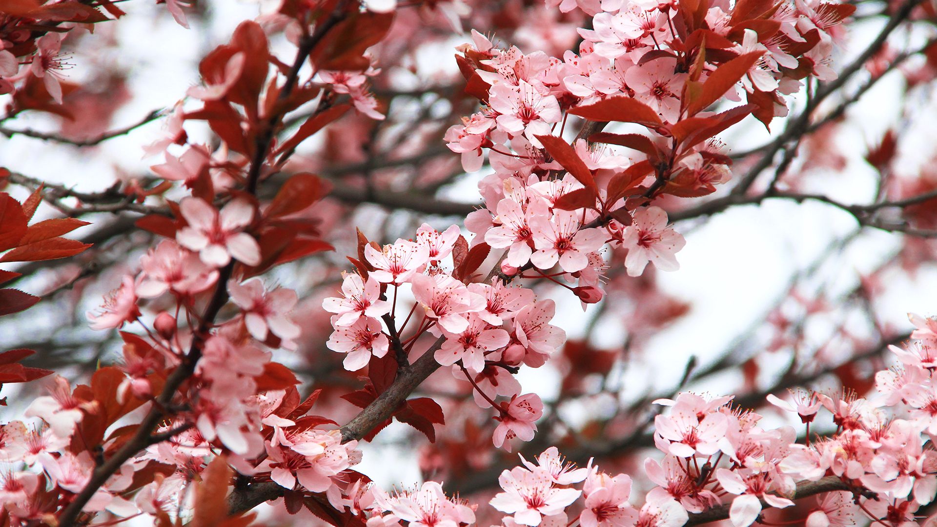 Spring Blossoms Laptop Background