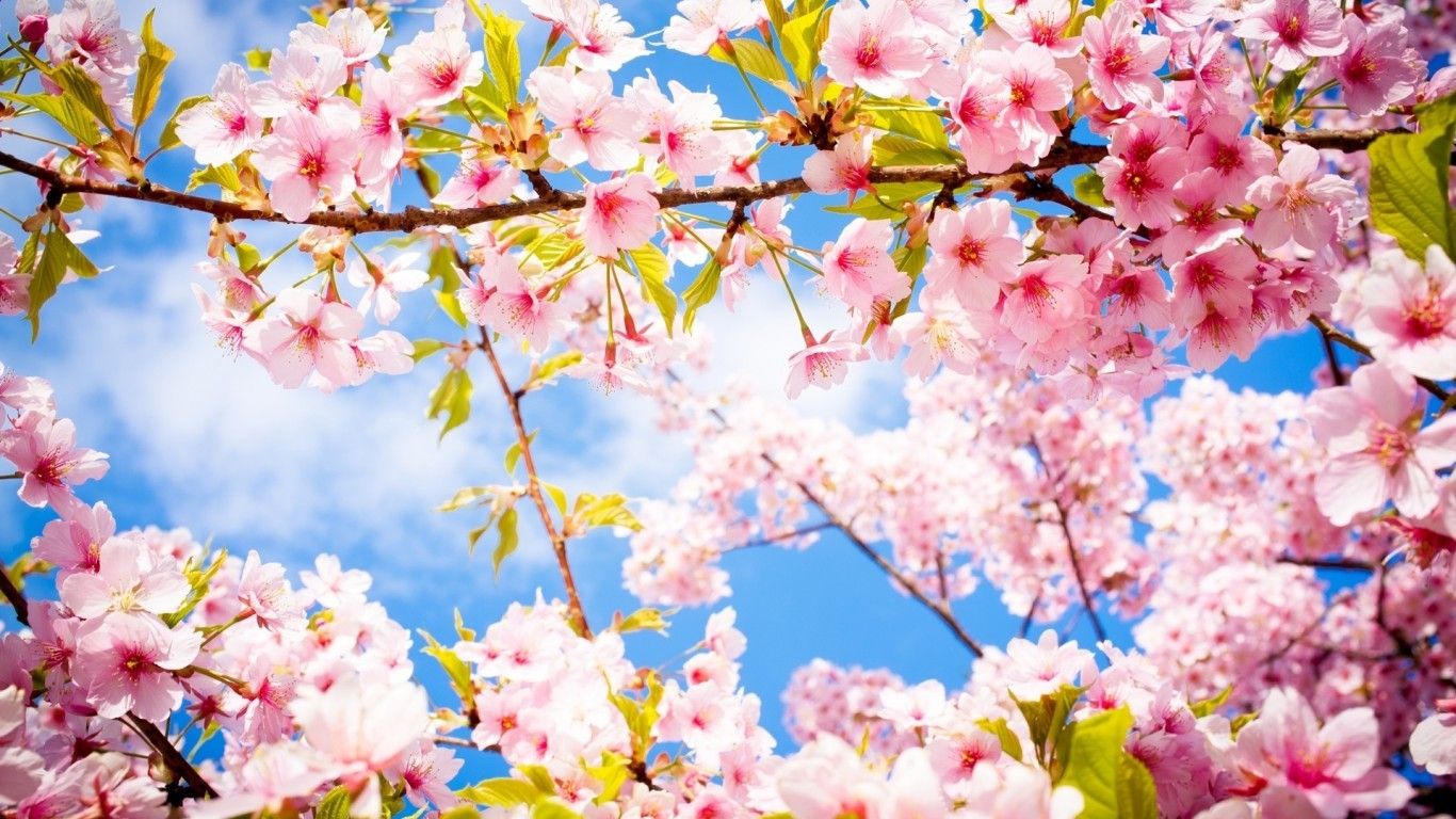 Download 1366x768 Cherry Blossom, Sakura, Tree, Branches, Spring