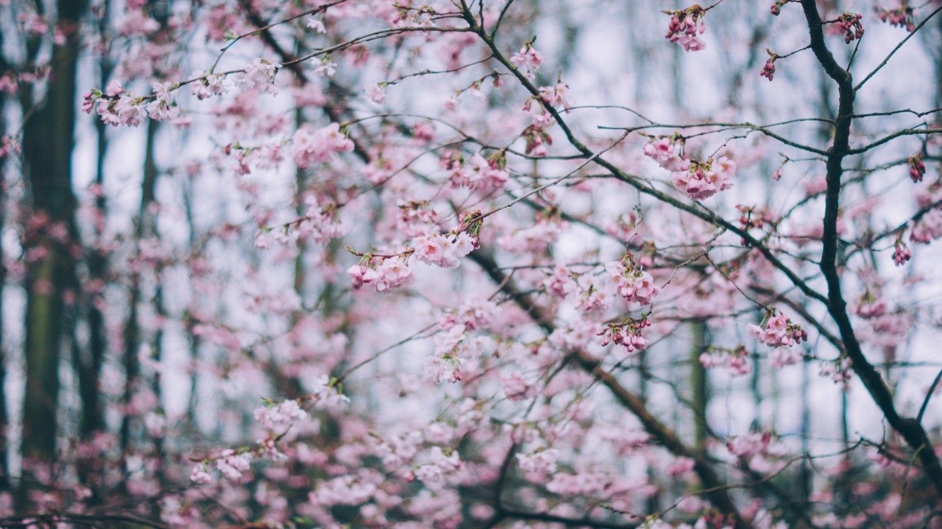 Download 1366x768 Cherry Blossom, Spring, Pink Flowers Wallpaper