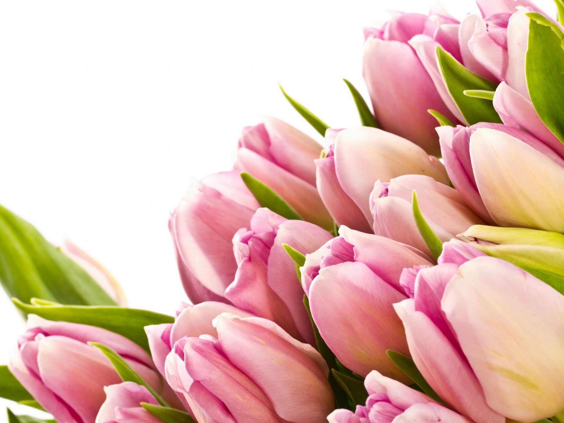 Pink Tulips HD Mother Day Photo Frame 2019, HD Wallpaper
