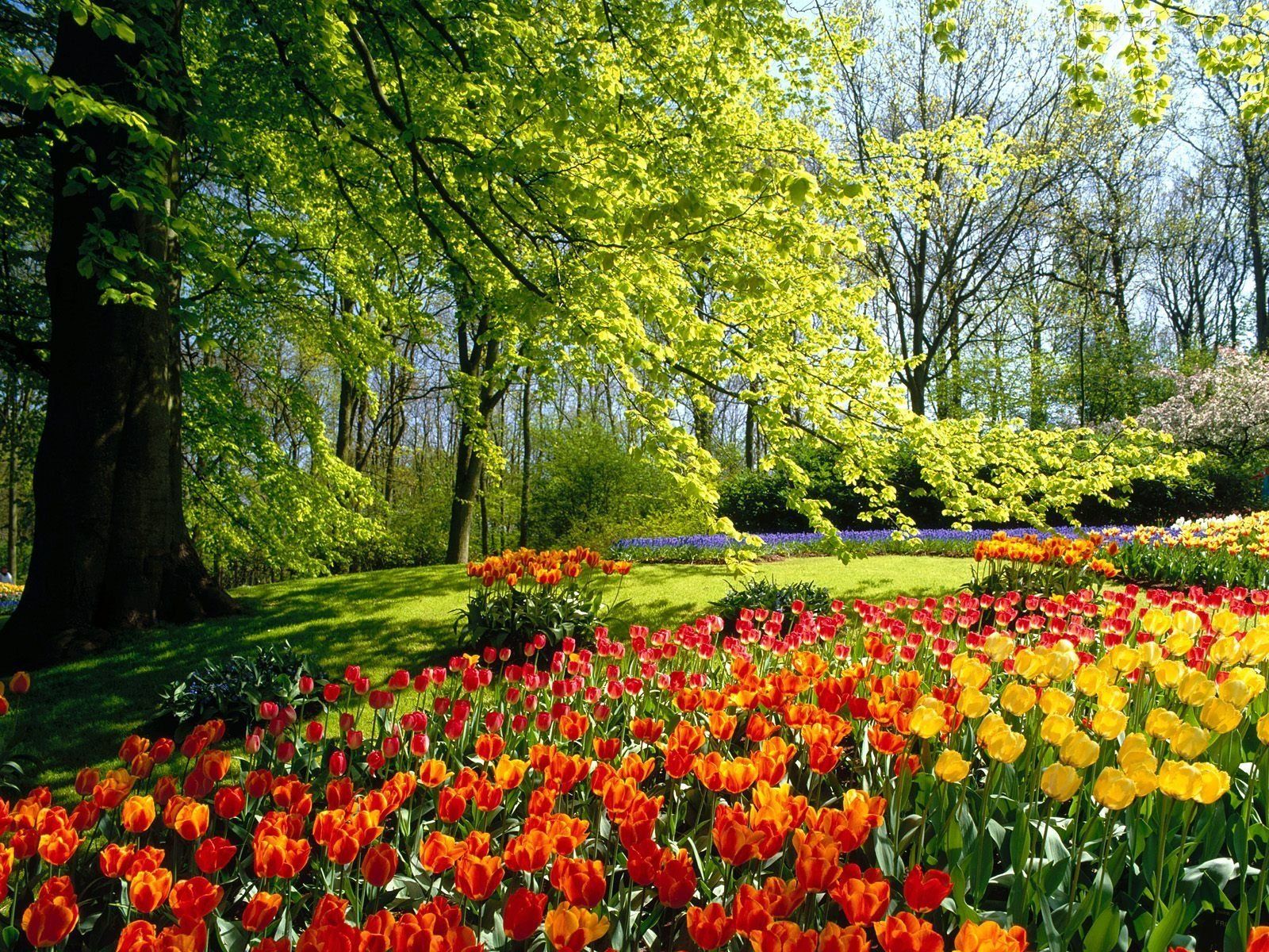 Tulips in Spring Park Wallpaper and Background Imagex1200