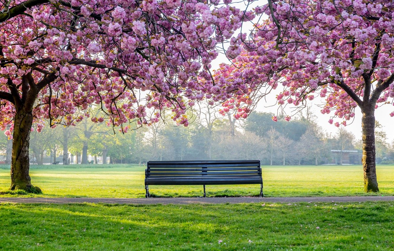Wallpaper trees, flowers, Park, spring, flowering, pink, blossom, park, tree, spring, bench image for desktop, section природа