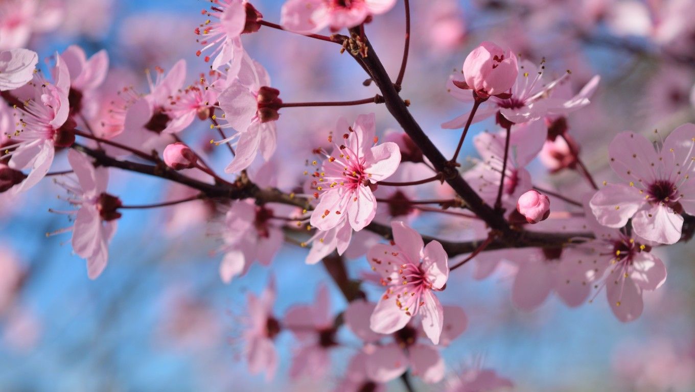 Spring Season Flowers Laptop HD HD 4k Wallpaper, Image