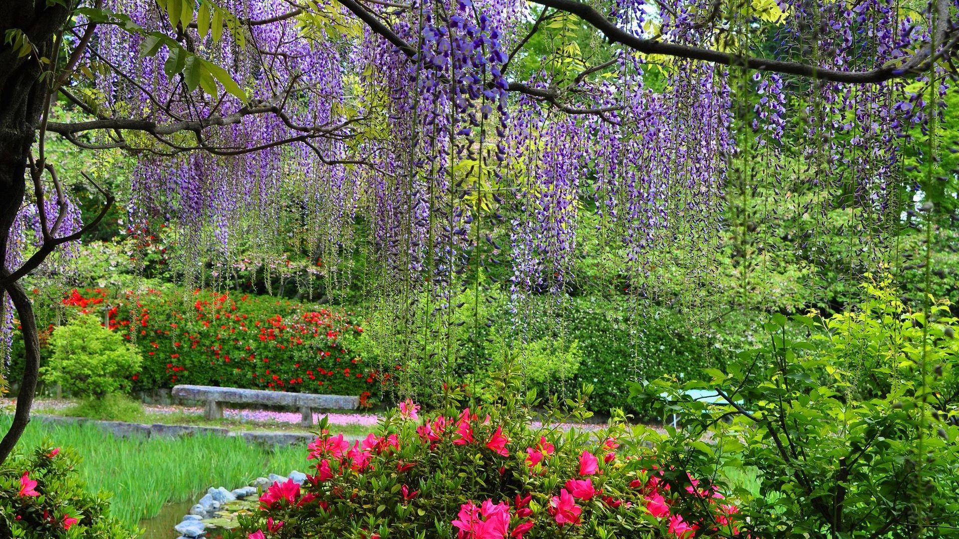 Awesome Spring Nature Park Greenery View Wallpaper. Background