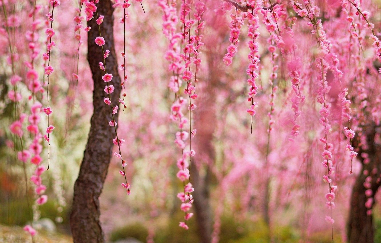 Wallpaper road, grass, trees, flowers, nature, Park, spring, grass