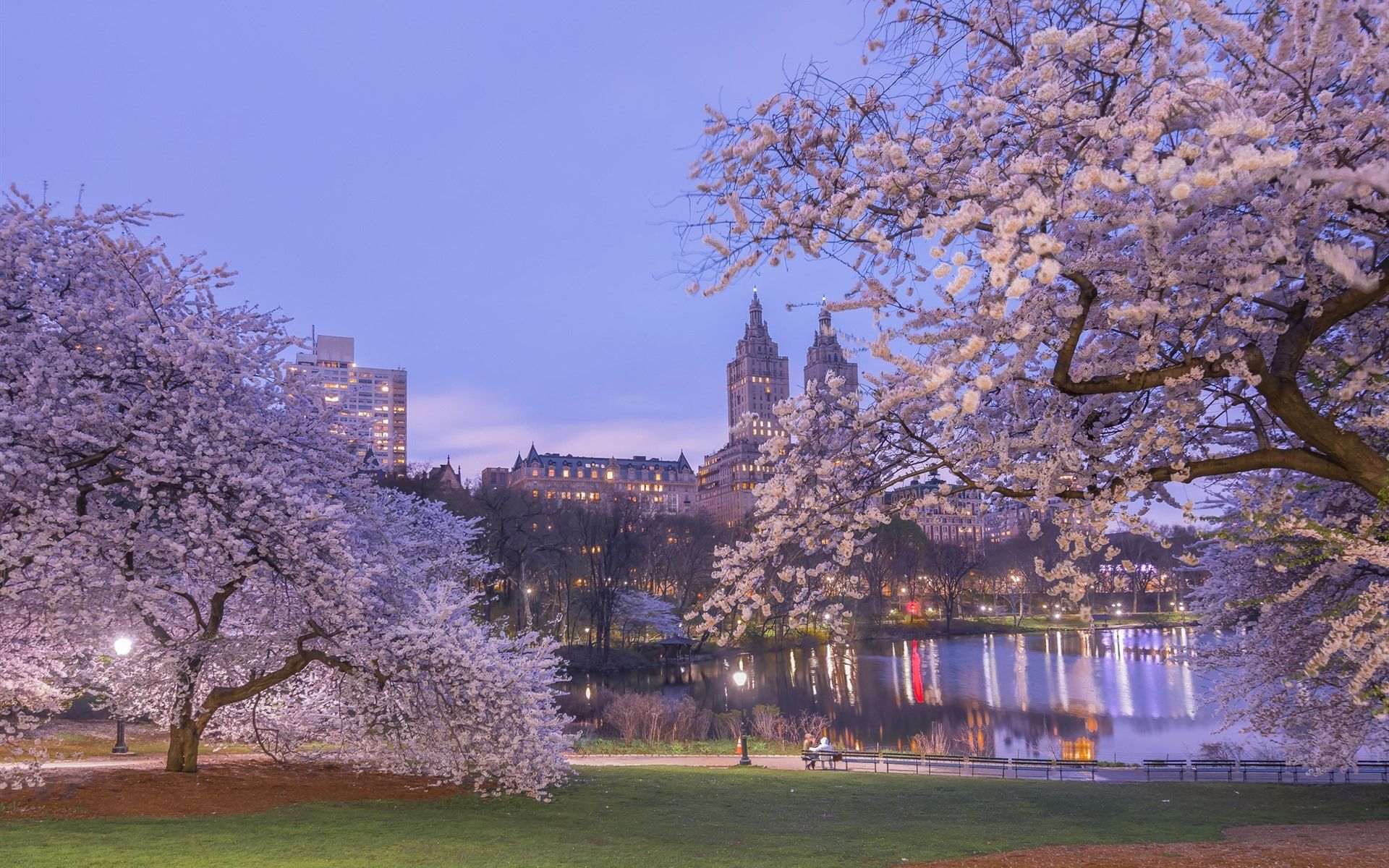 New York, park, sakura bloom, dusk, lake, spring 750x1334 iPhone 8