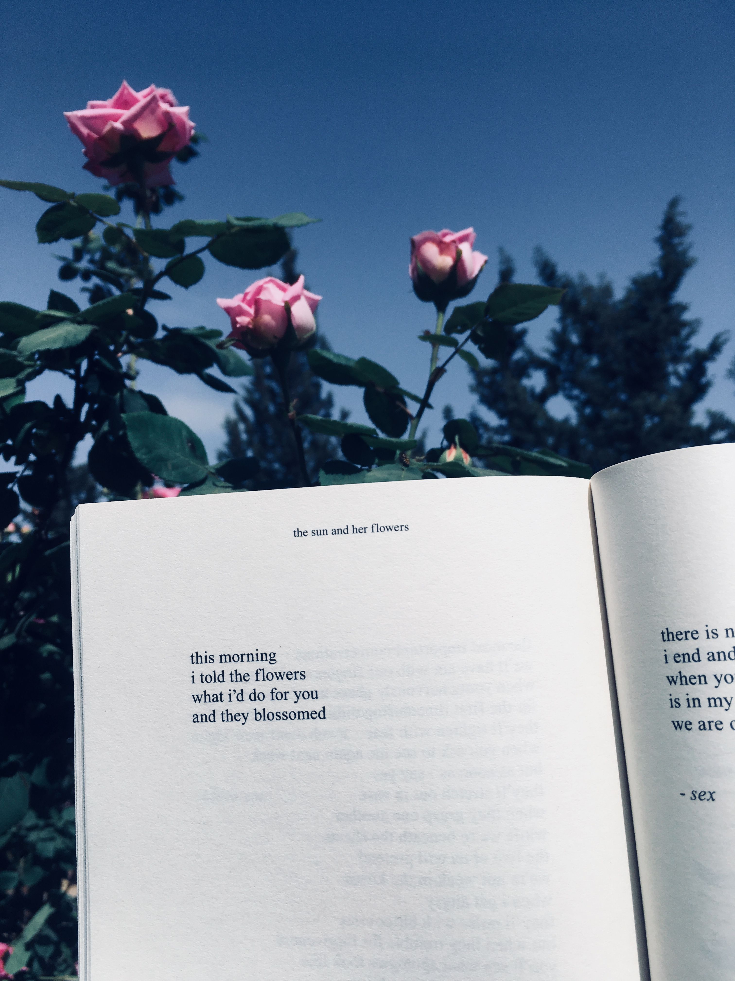 The sun and her flowers. Book aesthetic, Book photography