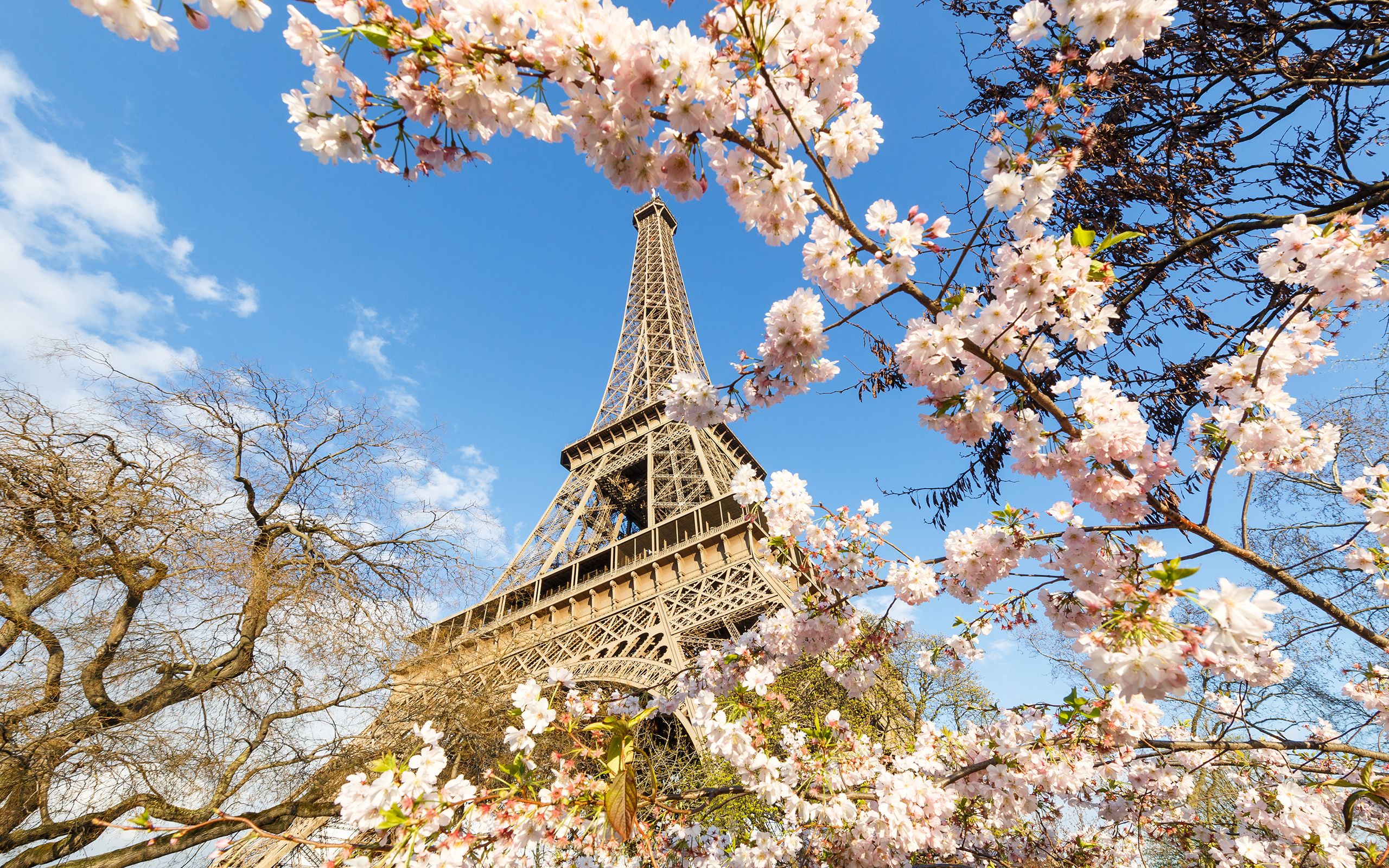 Eiffel Tower in Spring HD Wallpaper. Background Imagex1600