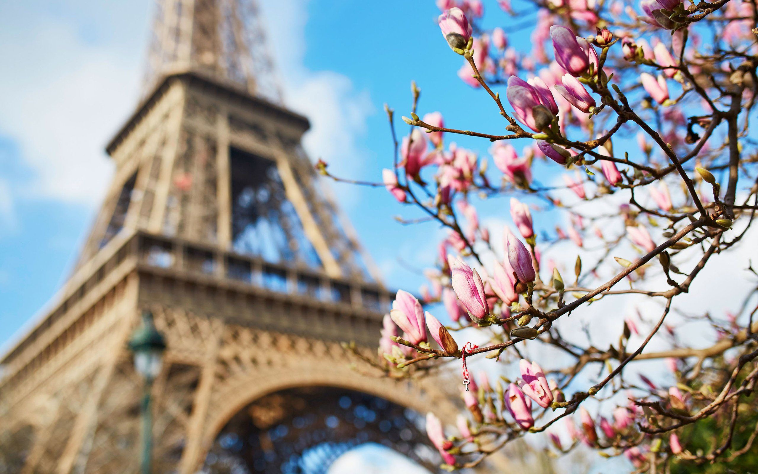 Wallpaper download paris, spring, france, eiffel tower, magnolia