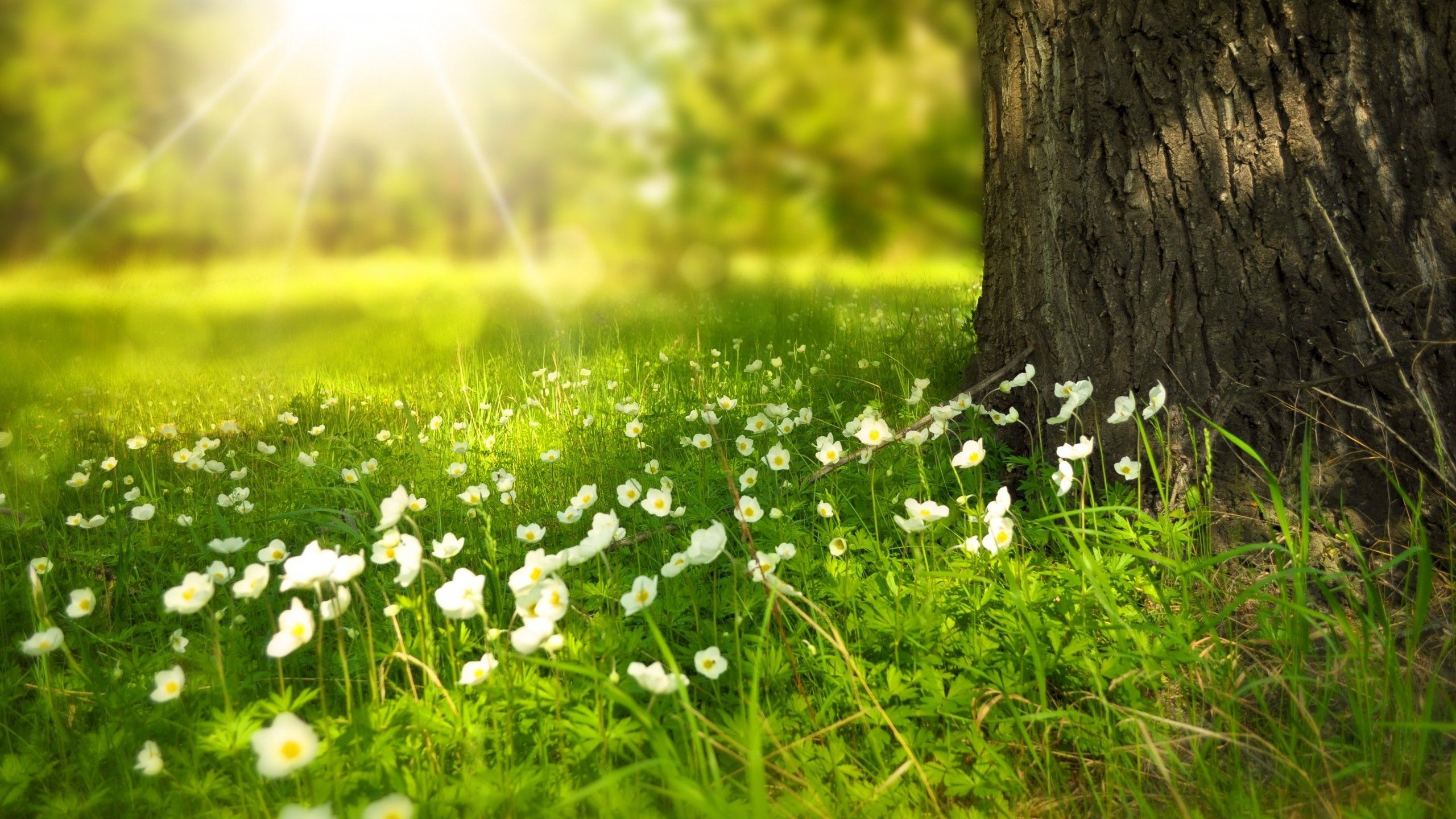Free Spring Wallpaper HD For Desk Download High Definiton