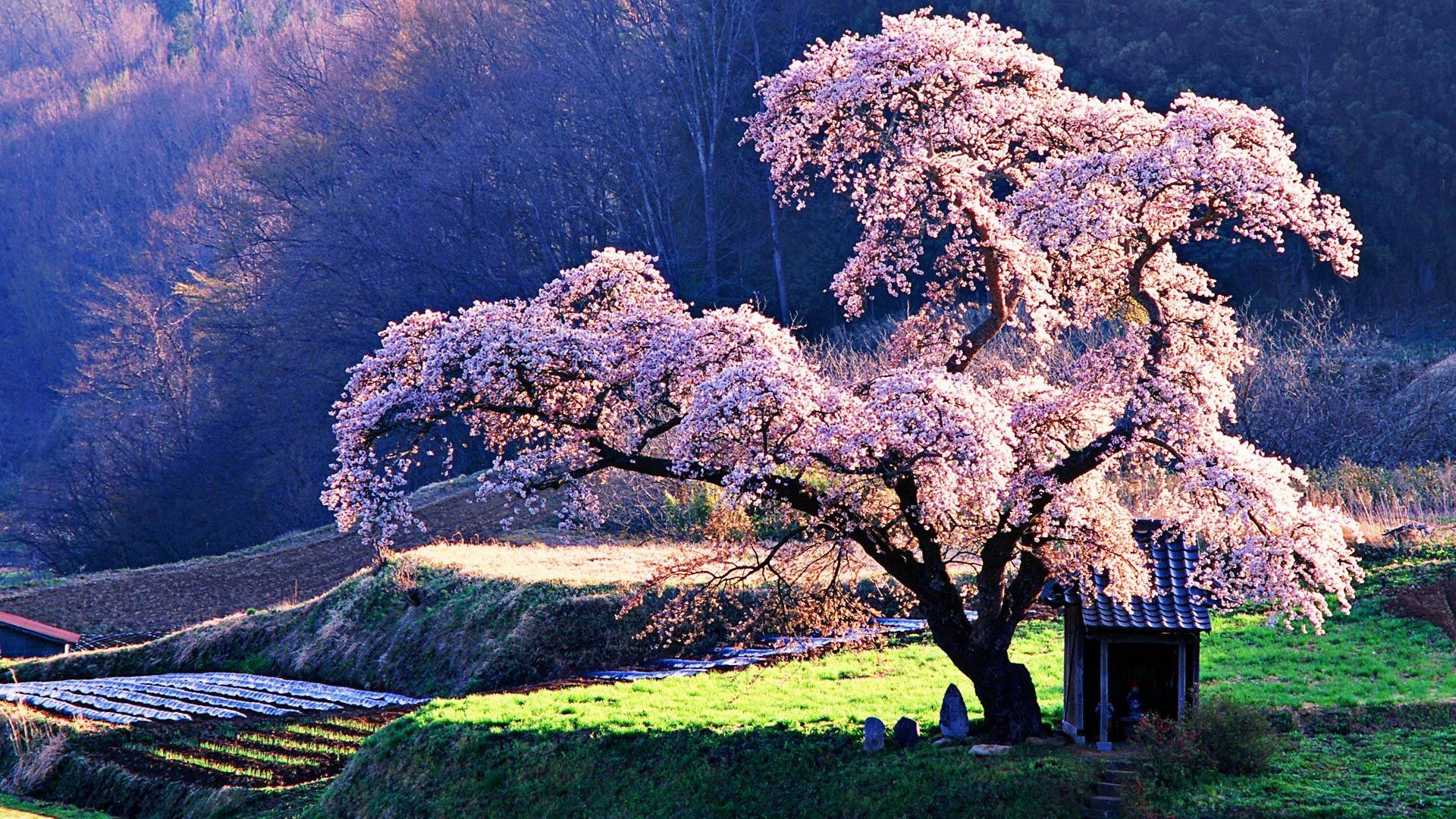 Cherry Blossom Theme For Windows 10 Japanese Cherry