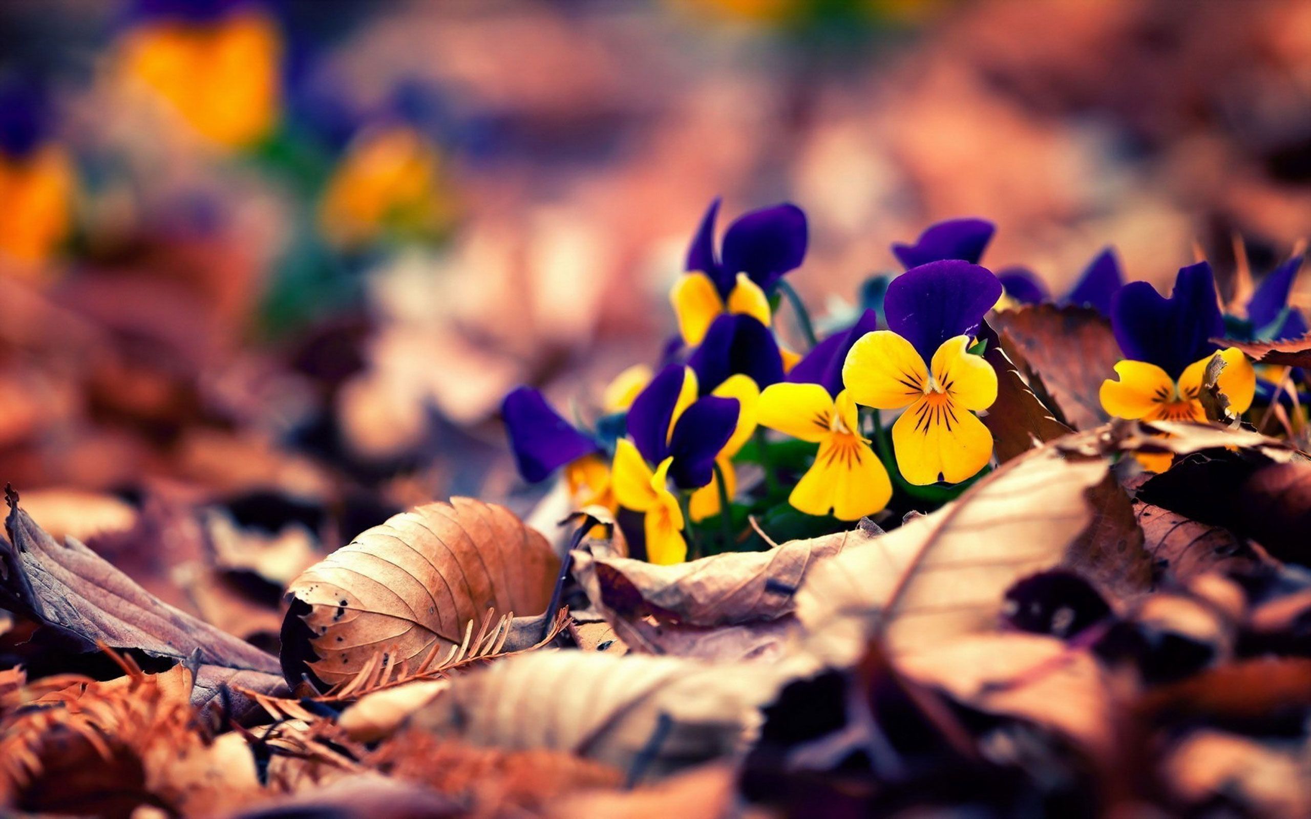 10 Outstanding spring desktop backgrounds for windows 10 You Can Use It ...