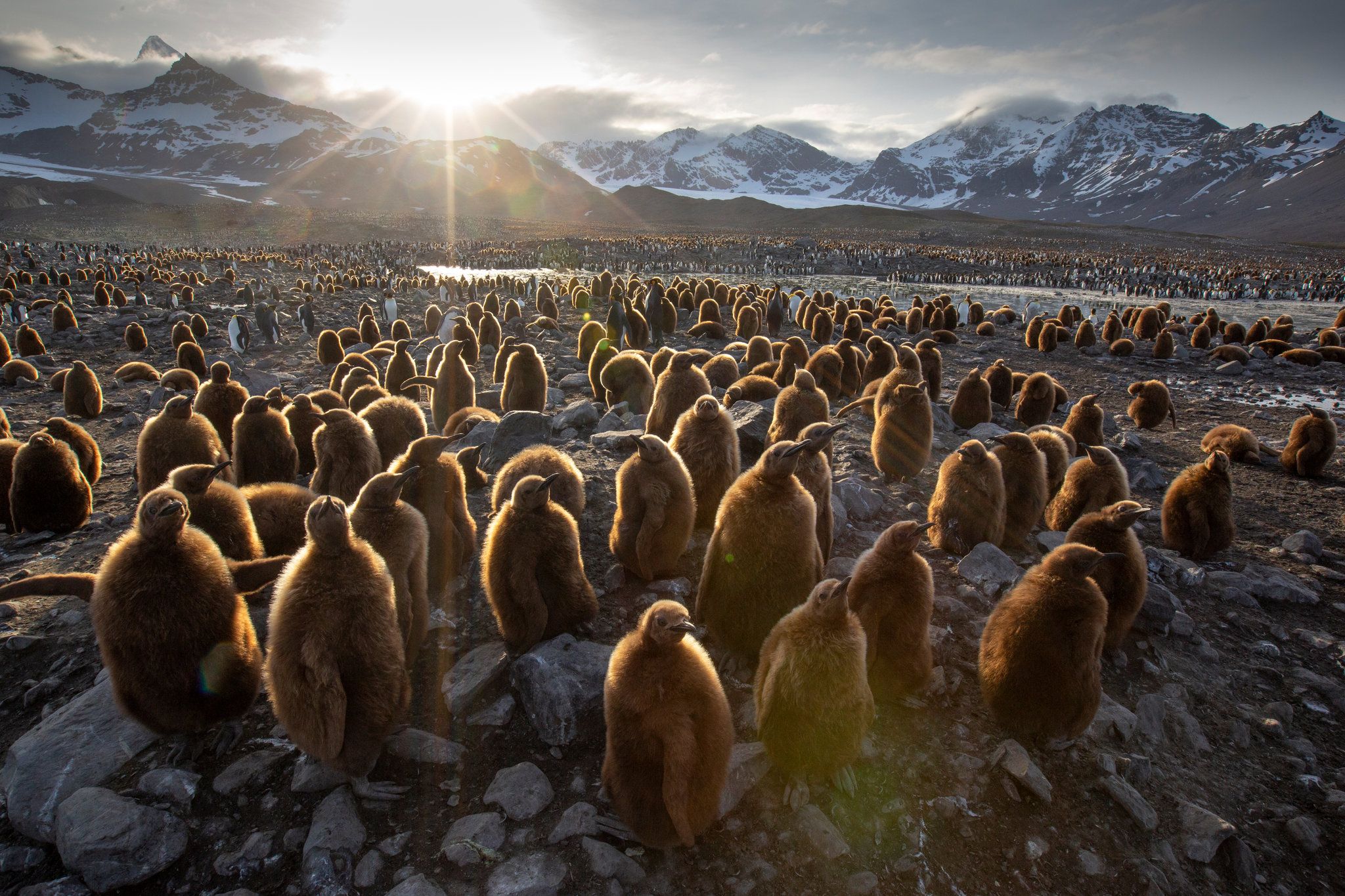 Review: David Attenborough Is Back, and He Brought the Walruses