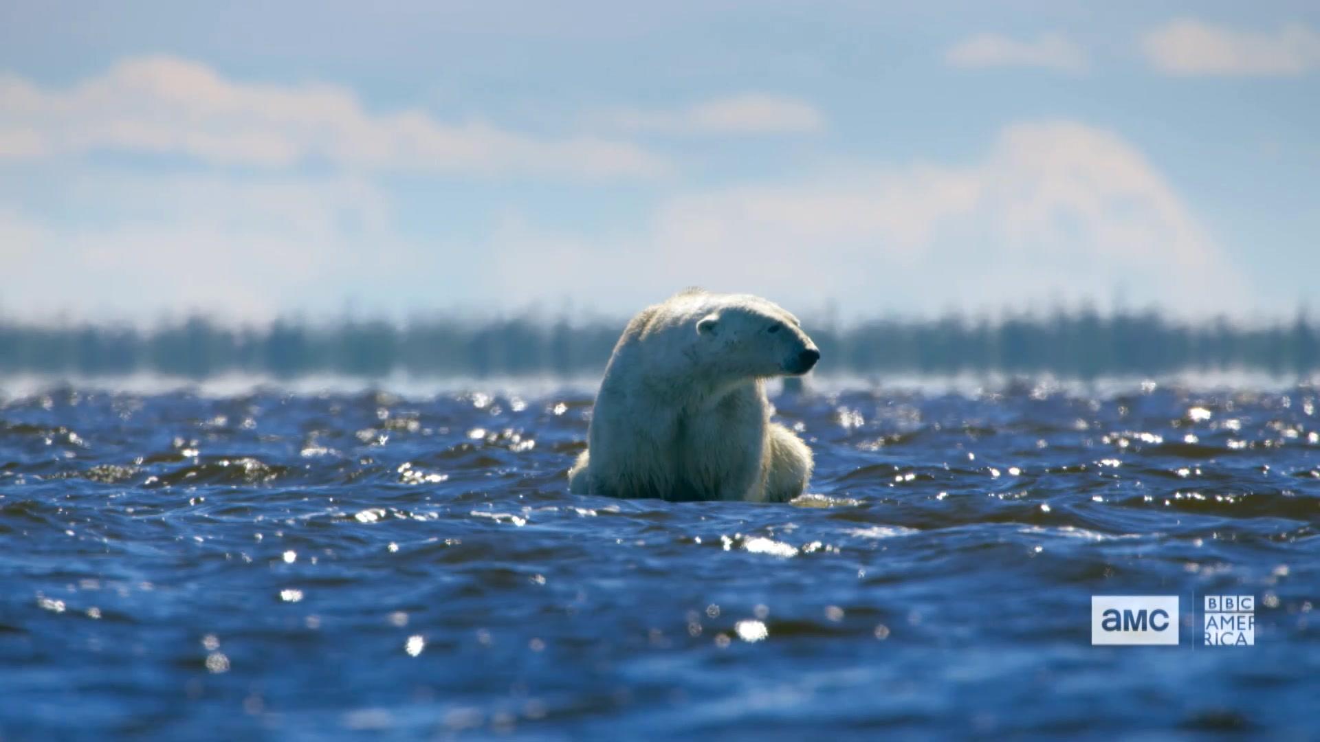 Sneak Peek: Polar Bears in North America. Seven Worlds, One