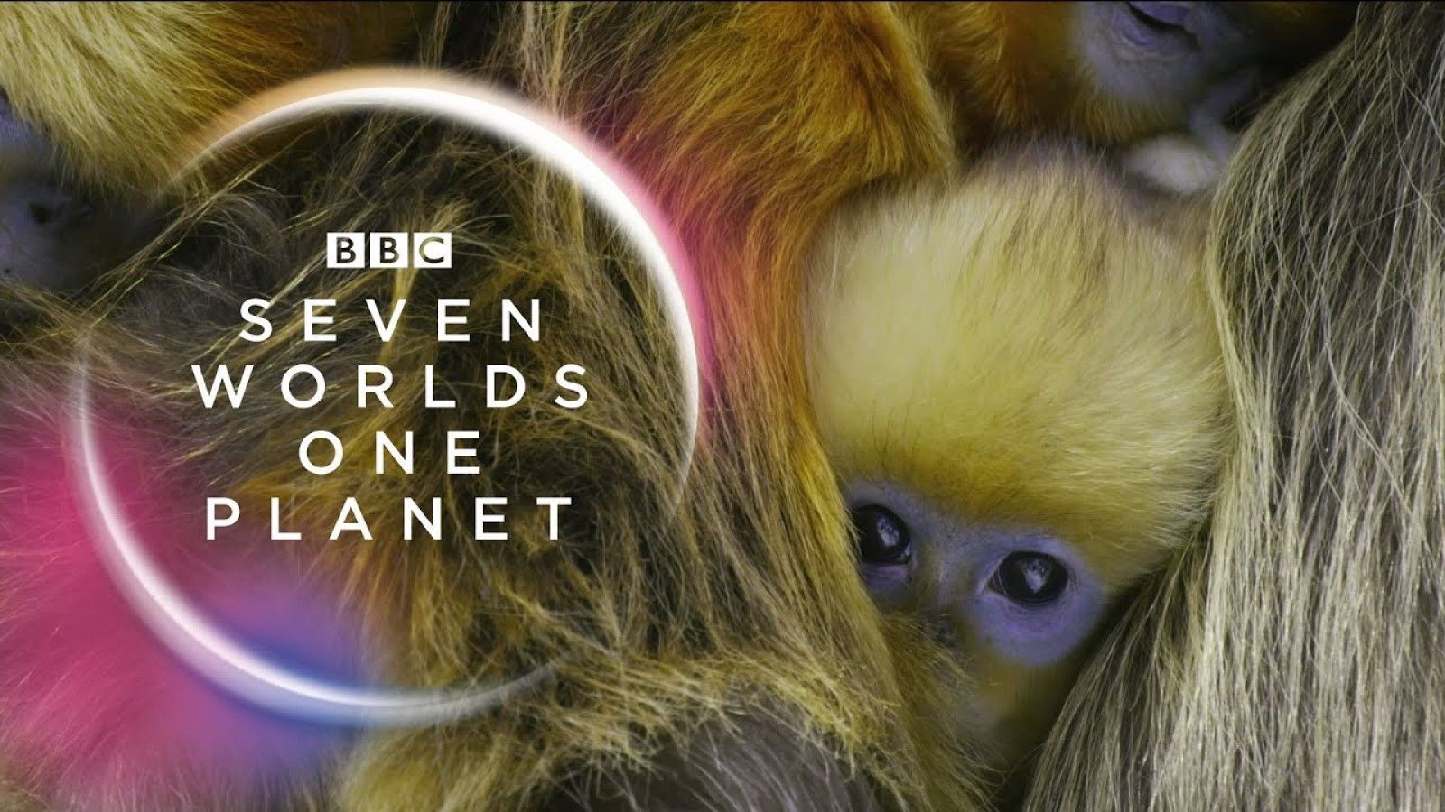 How to Watch 'Seven Worlds, One Planet' Online the Show