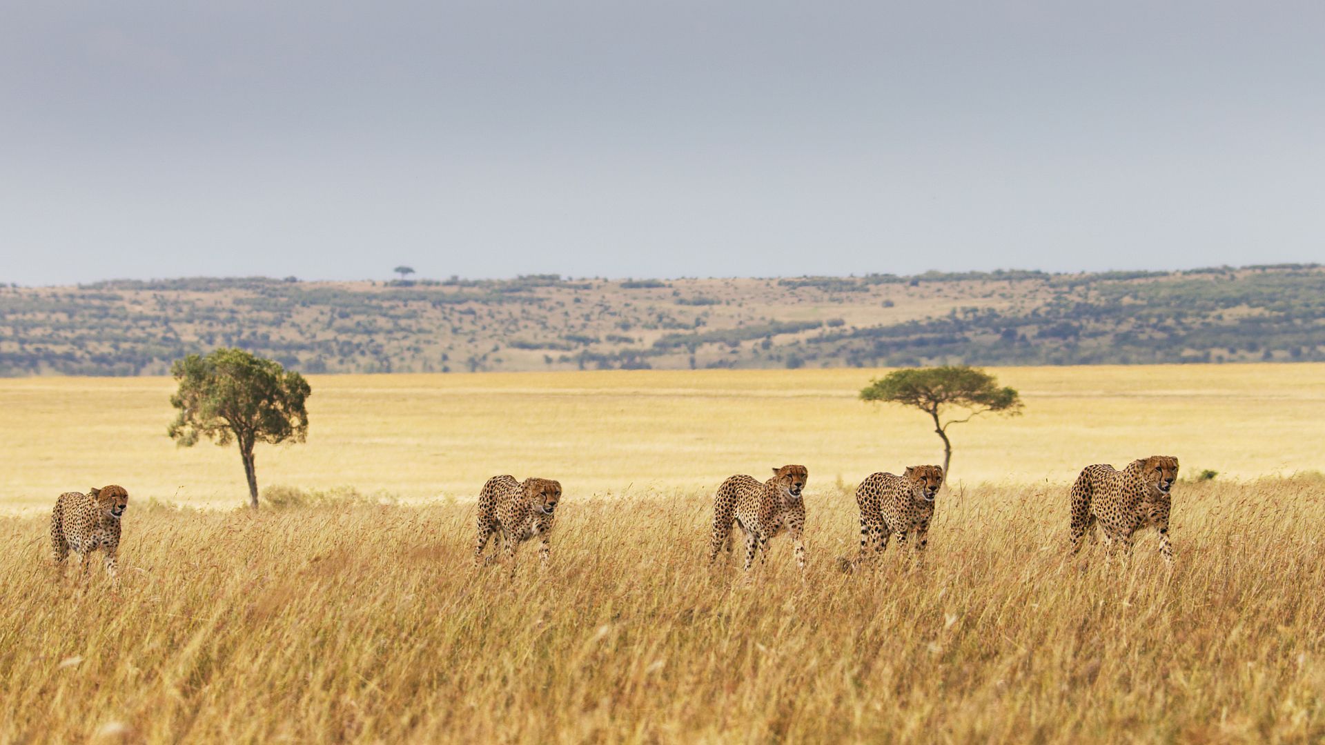 Seven Worlds, One Planet in Afrika: samen op jacht