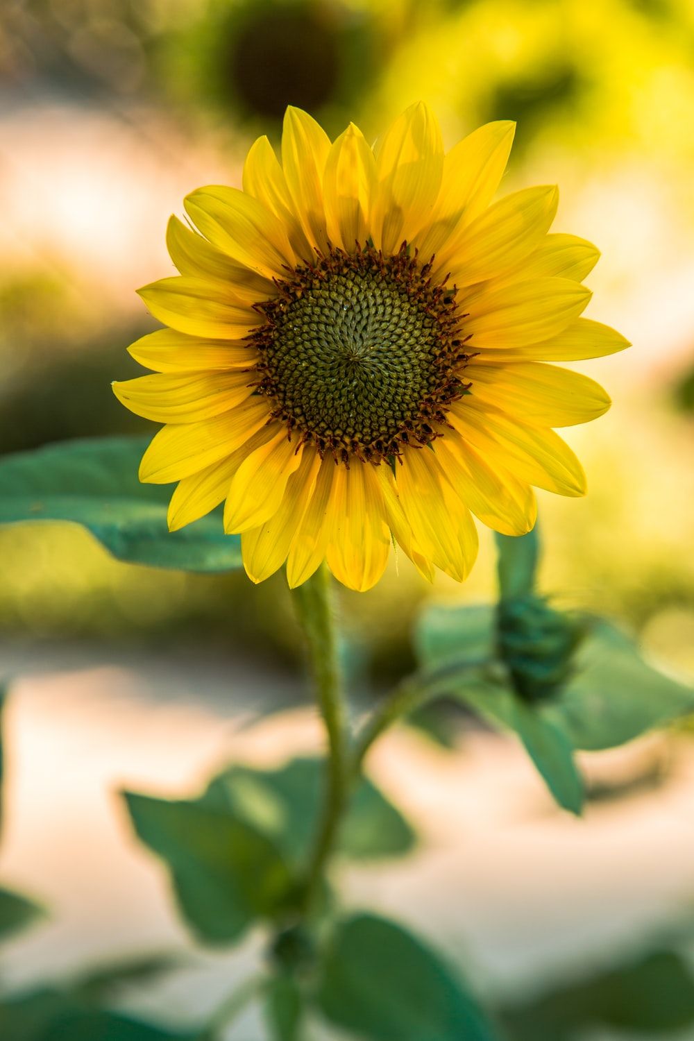 Sunflower Picture [HQ]. Download Free Image