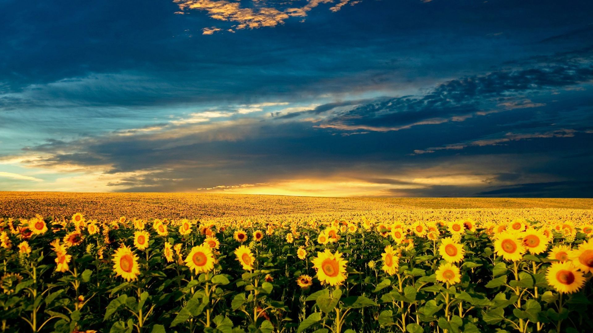 Sunflowers Wallpaper