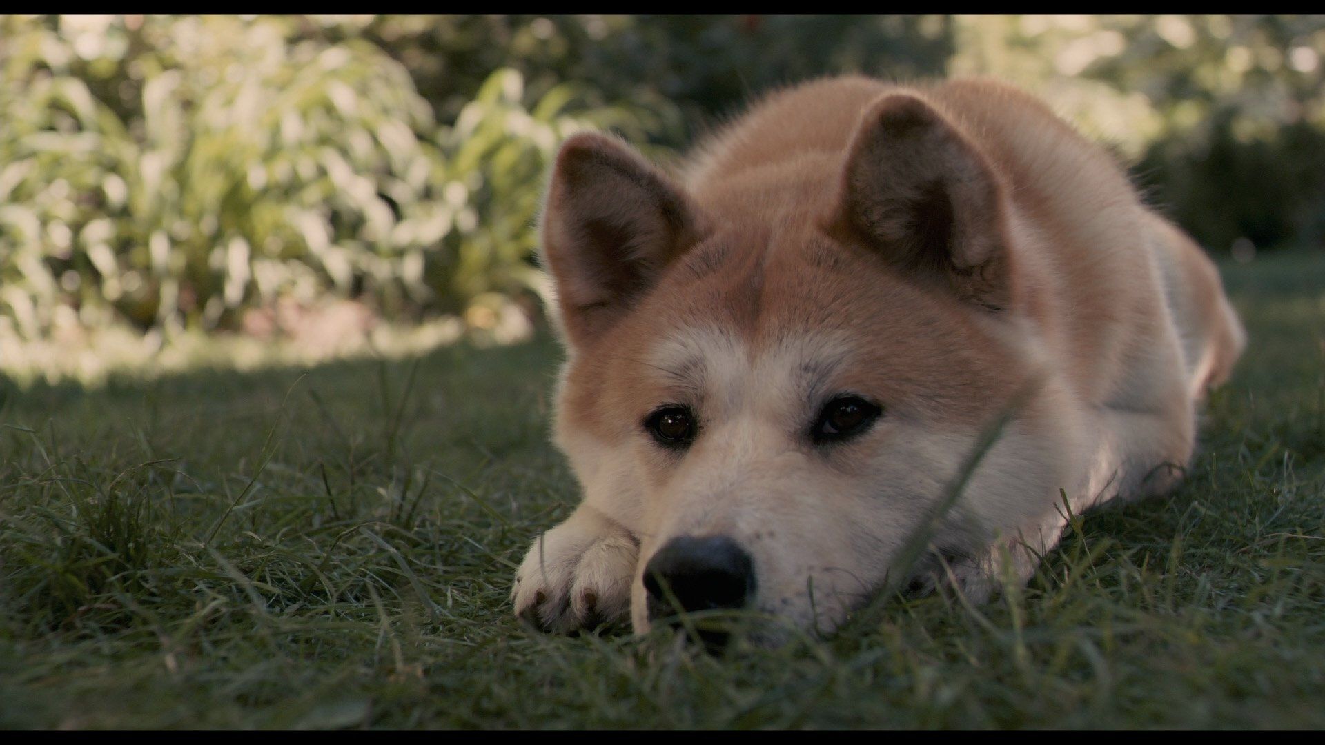 hachi a dogs tale full movie online