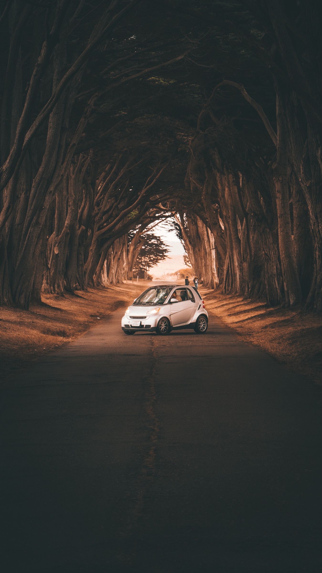 Download wallpaper 1350x2400 smart fortwo, car, road, trees iphone