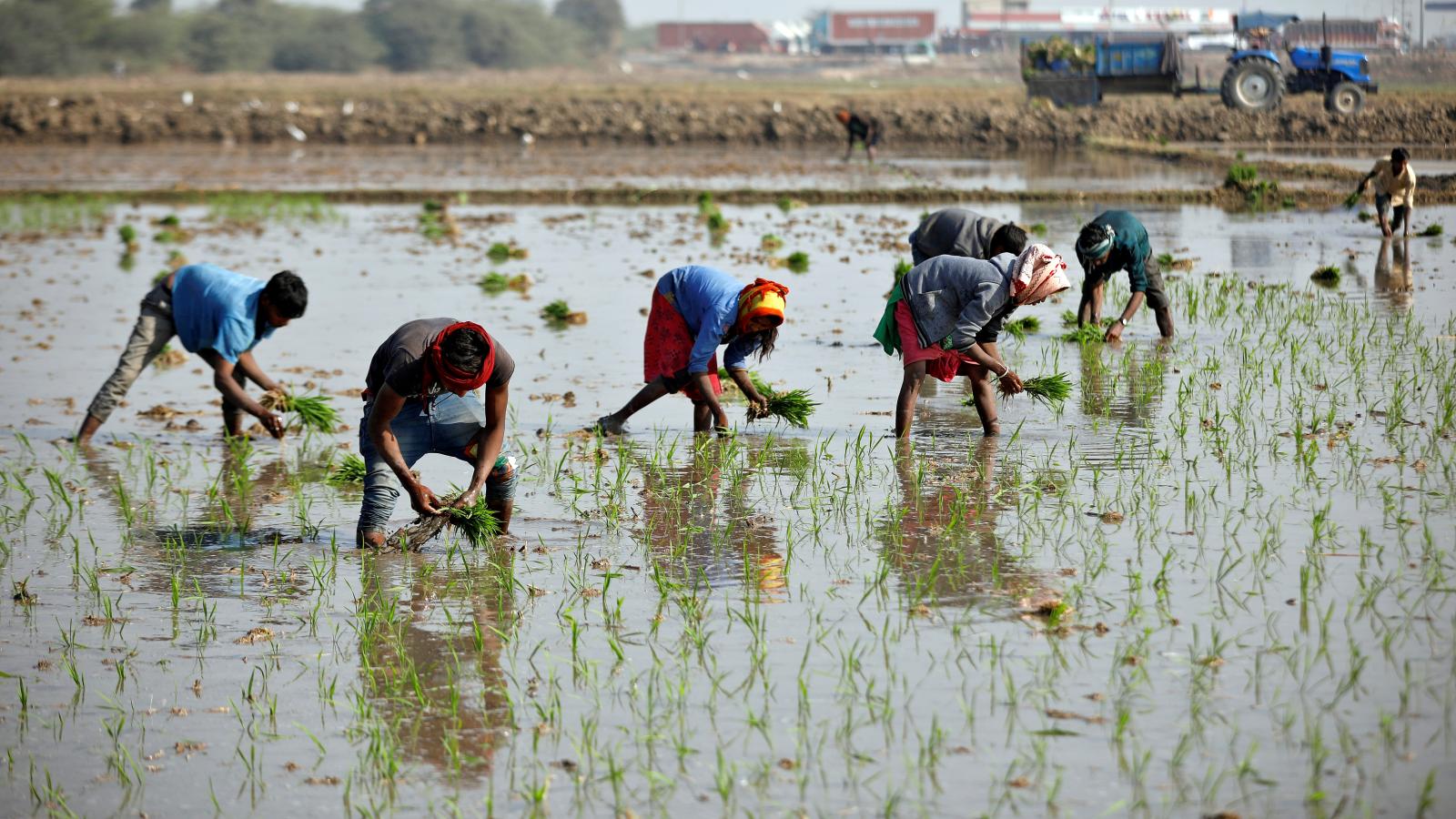 Indian farmers ditch Green Revolution seeds amid climate change