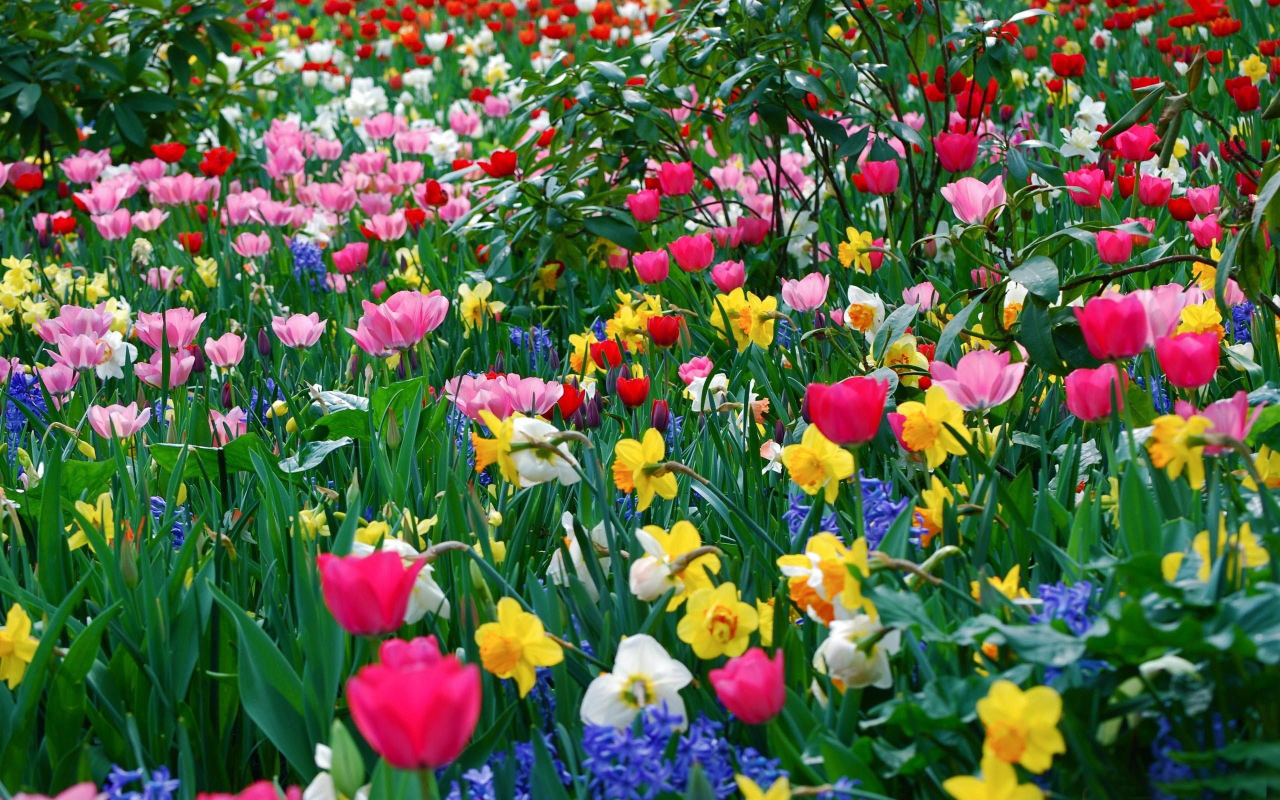 Google Wallpaper Spring