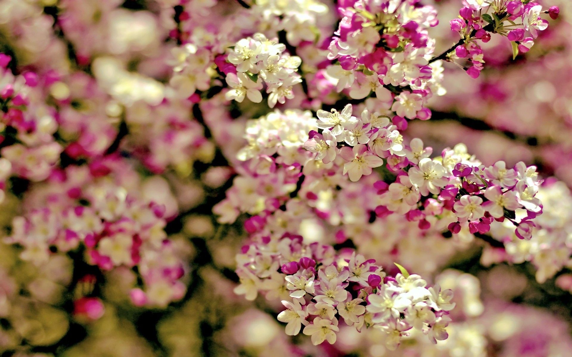 Spring flowers tree wallpaperx1200