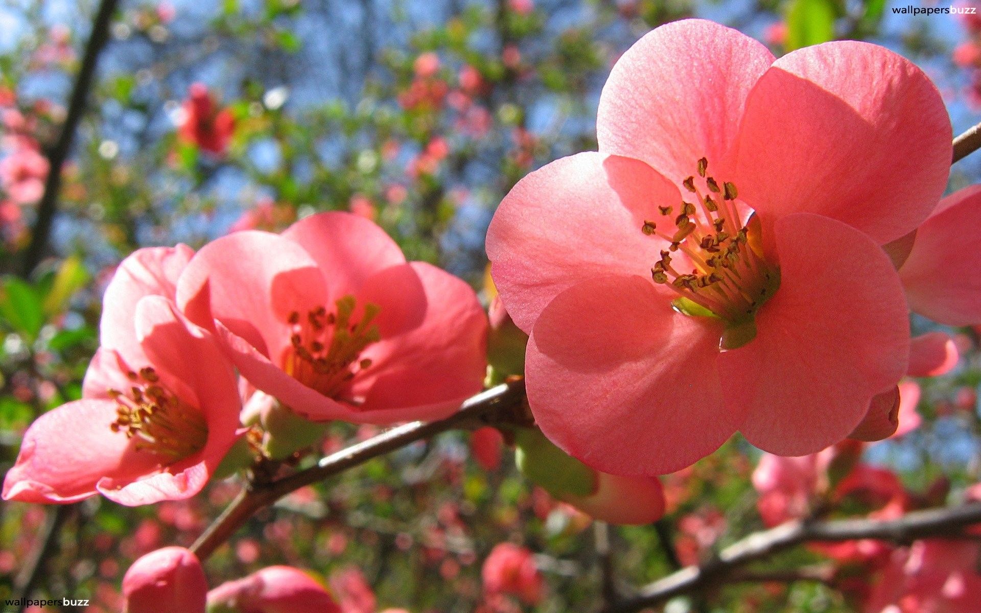 Spring Flowers Background Desktop
