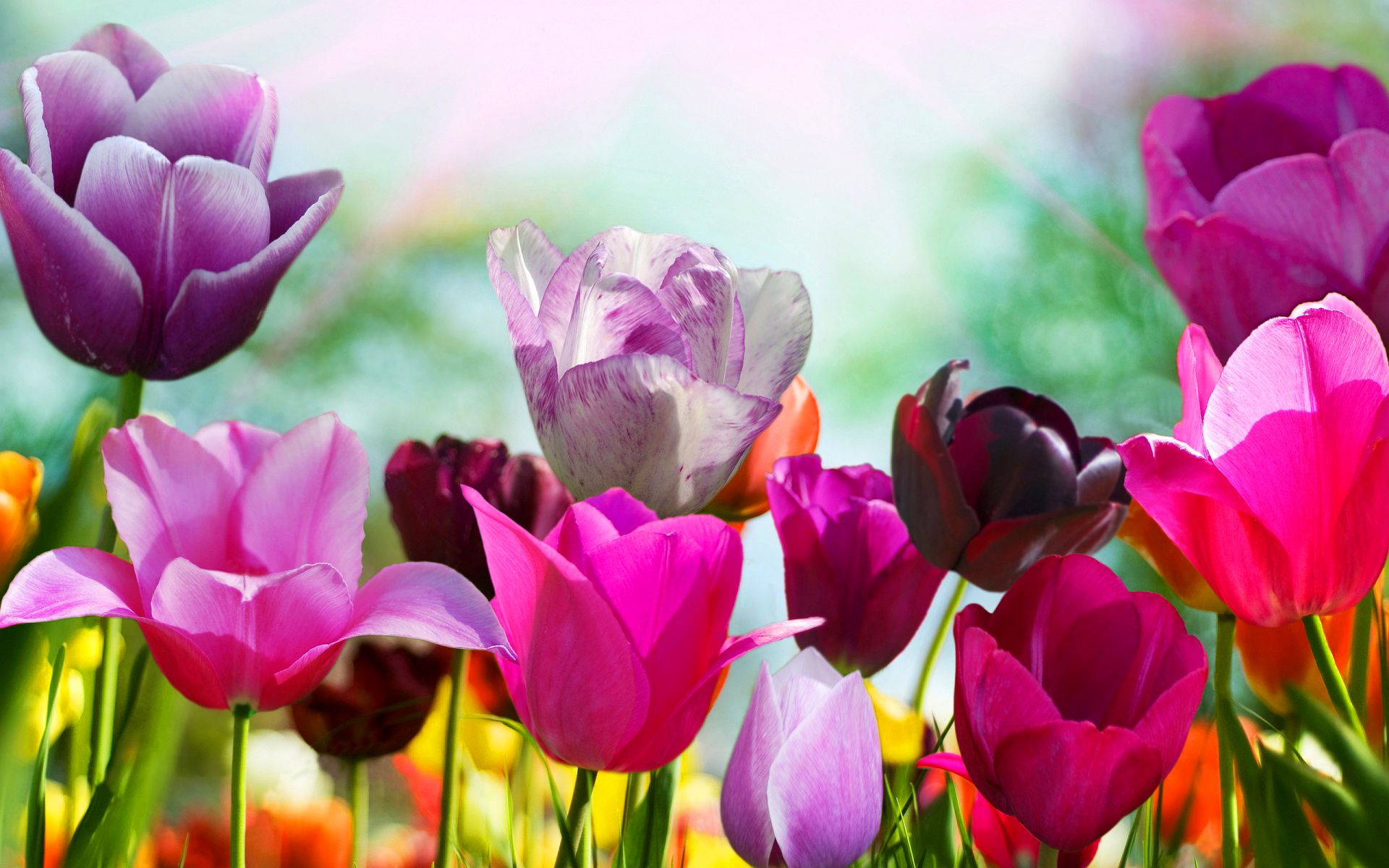 Free Spring Flowers Image at Landscape Monodomo
