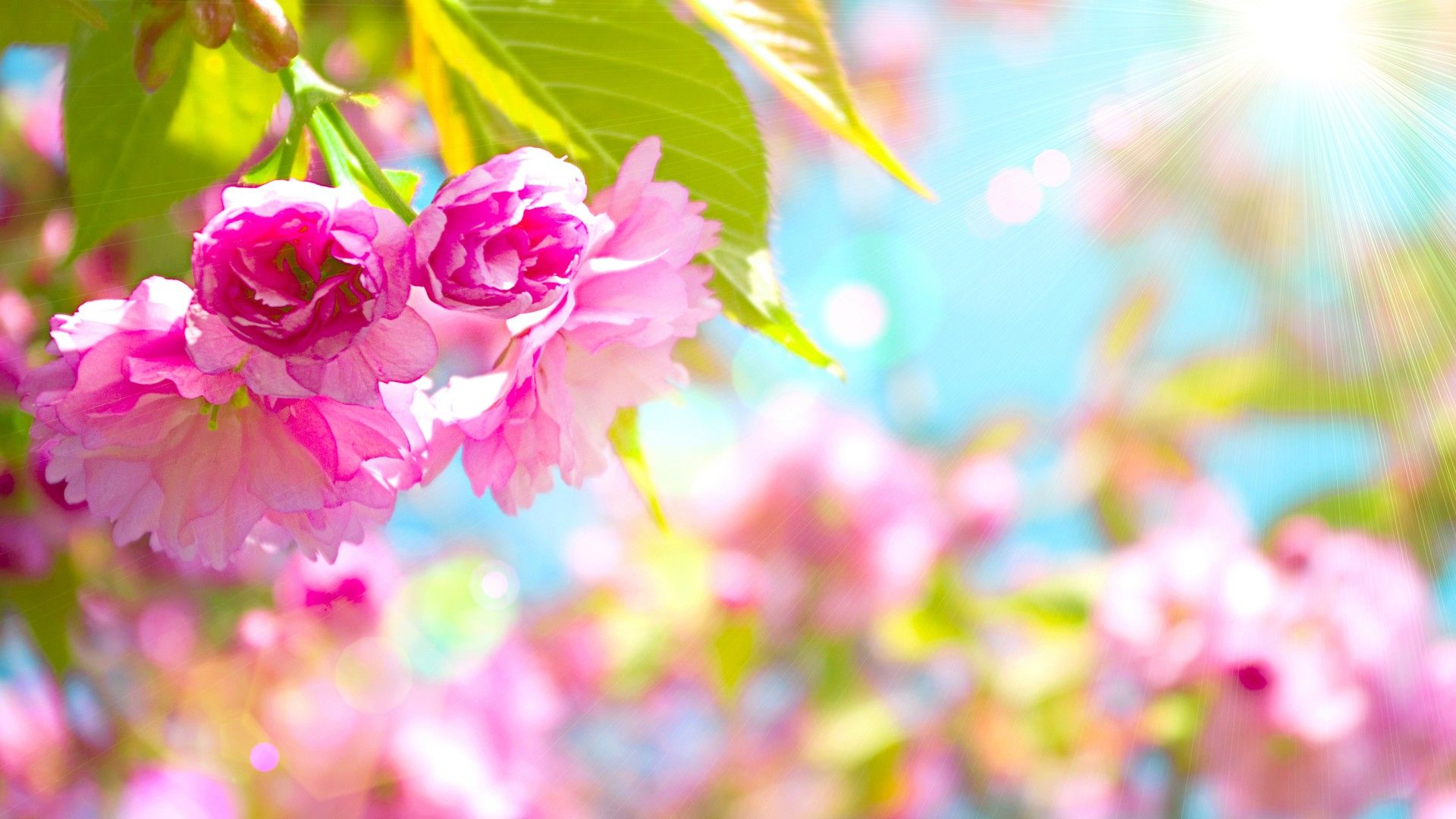 Wallpaper Spring Flowers Desktop Background