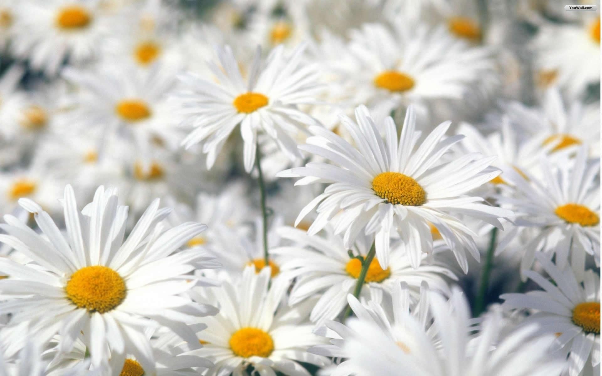 Desktop Wallpaper Spring Flowers