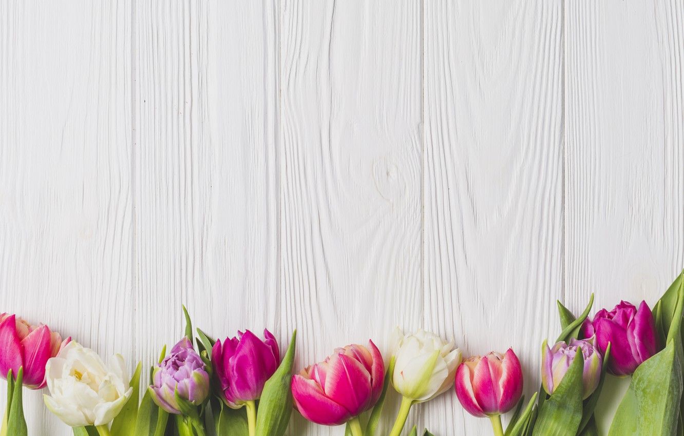 Wallpaper flowers, spring, colorful, tulips, Board, wood, pink