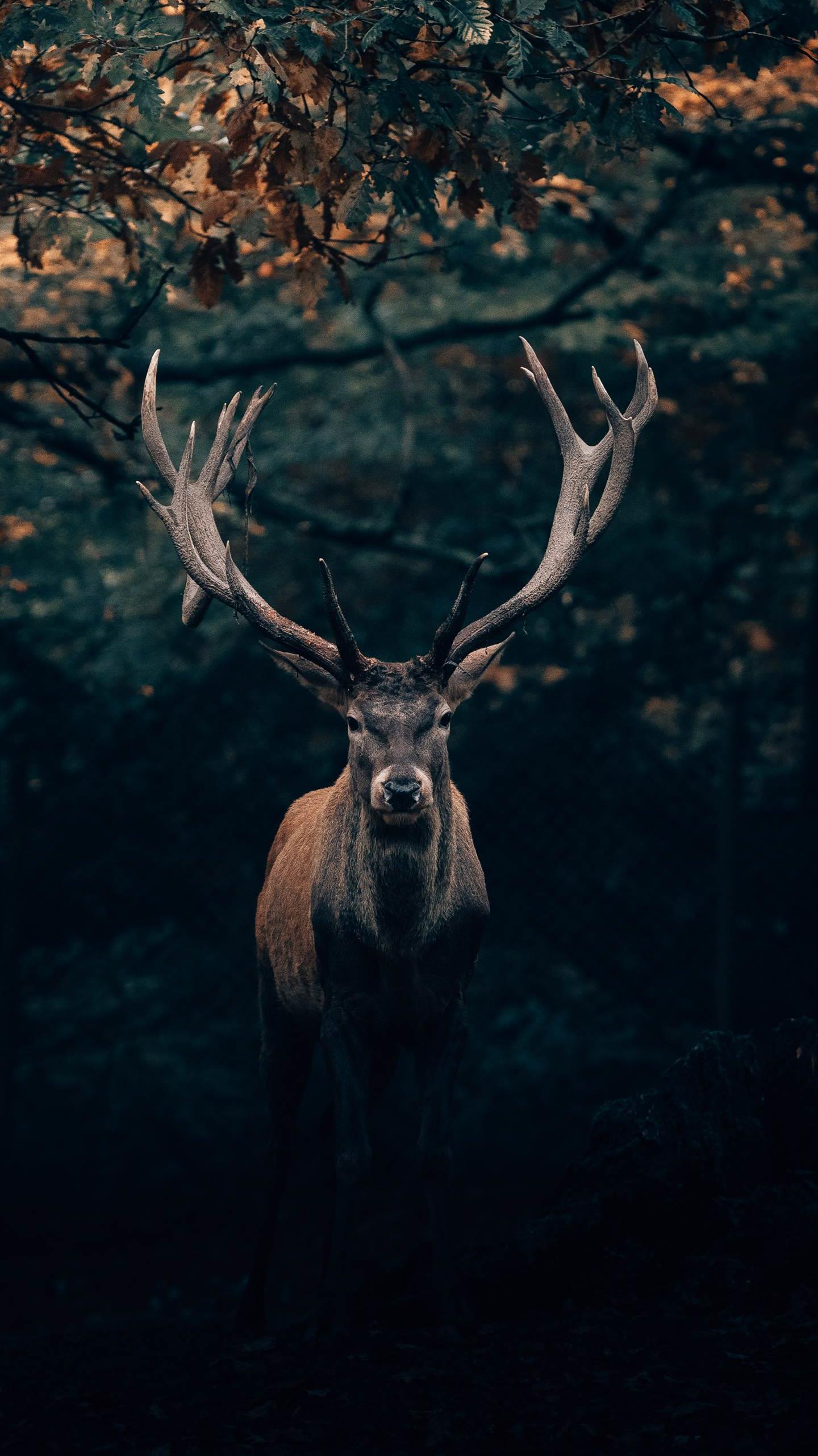 Your Majesty the King of Teutoburg Forest!