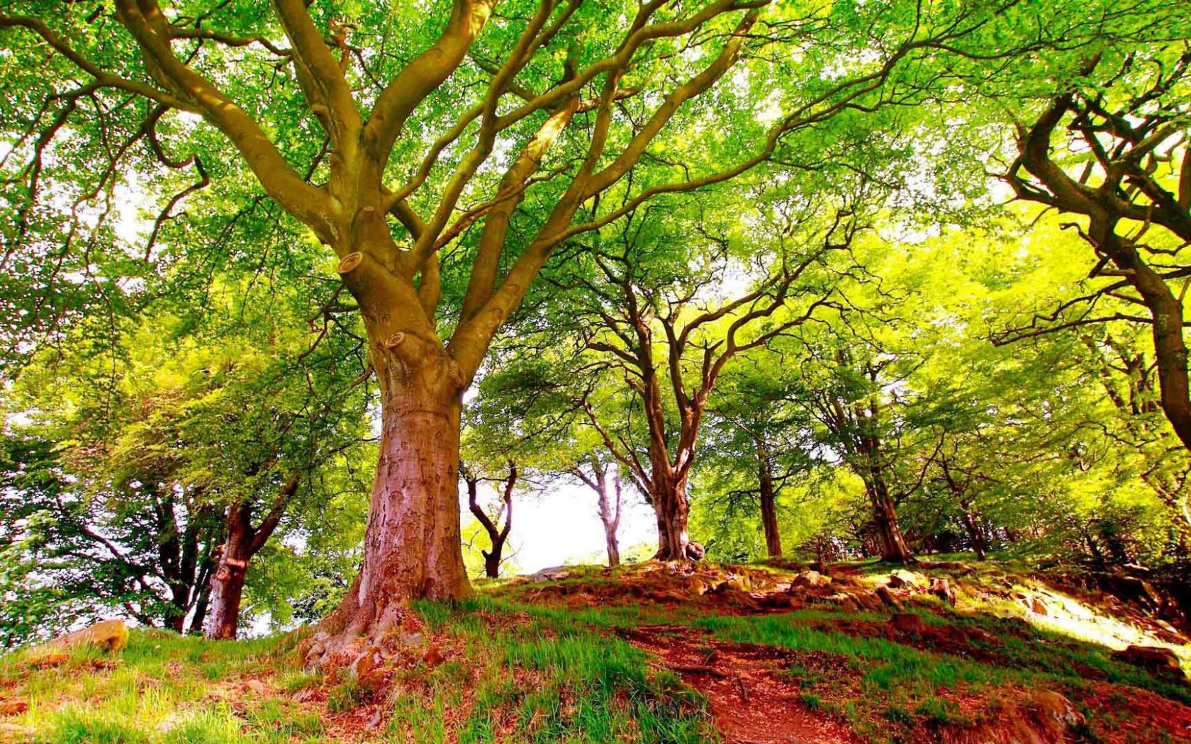 Sunny summer day in the woods Desktop wallpaper 1680x1050