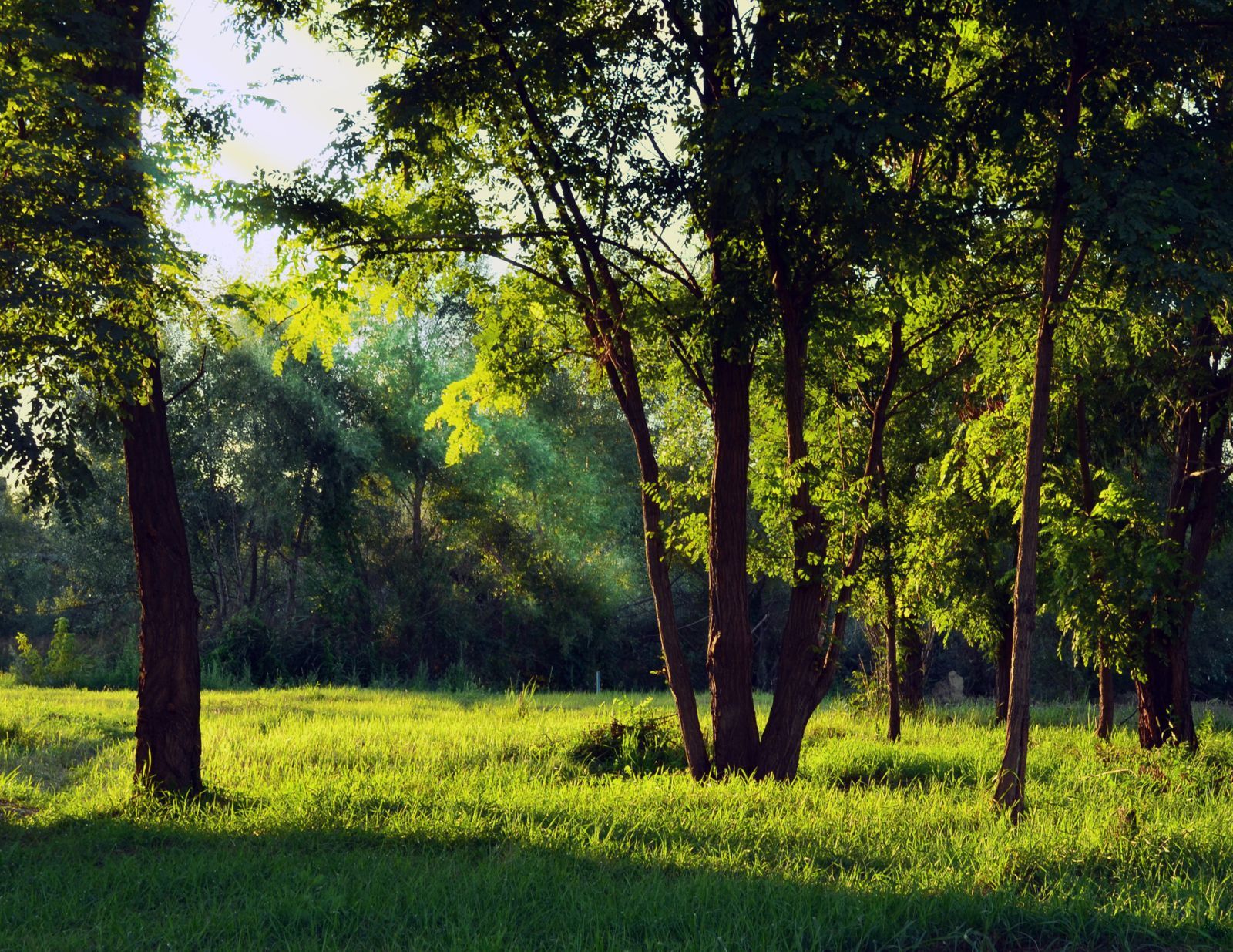 Outdoors Landscape Trees Grass Forest Summer Scenic Green Sun Wood