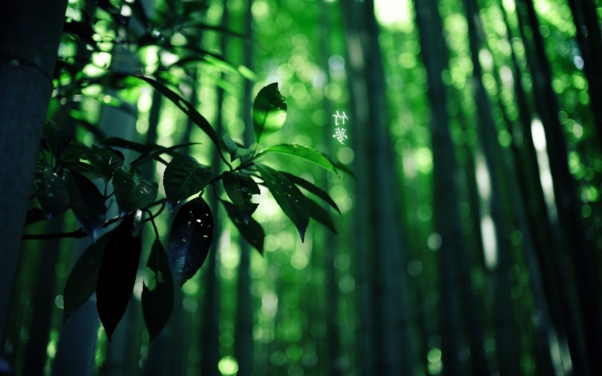 Green Wood Leaves Summer Hieroglyphs Branch Wallpaper