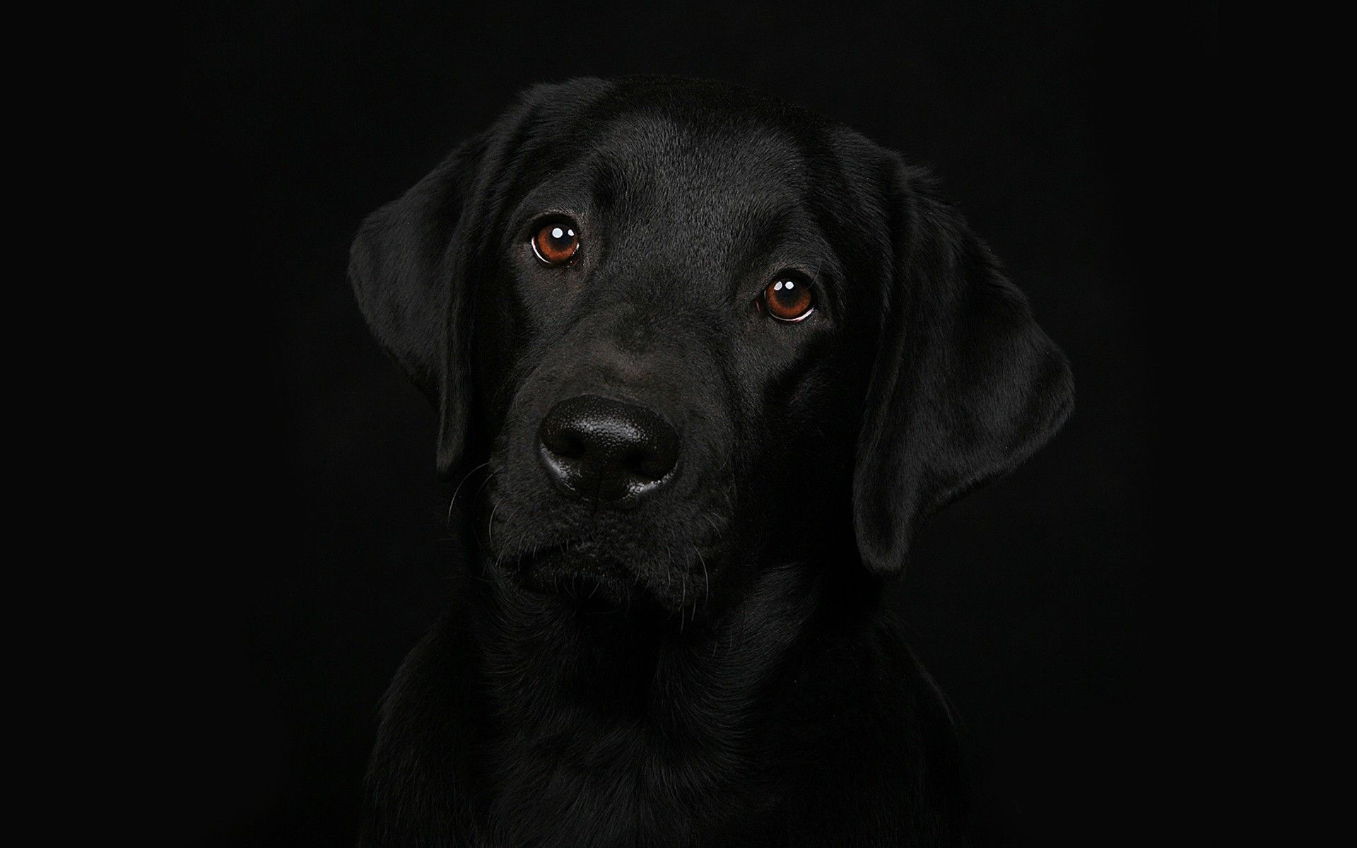 Yellow Lab Wallpaper Wallpaper. Wallpaper, 1080p