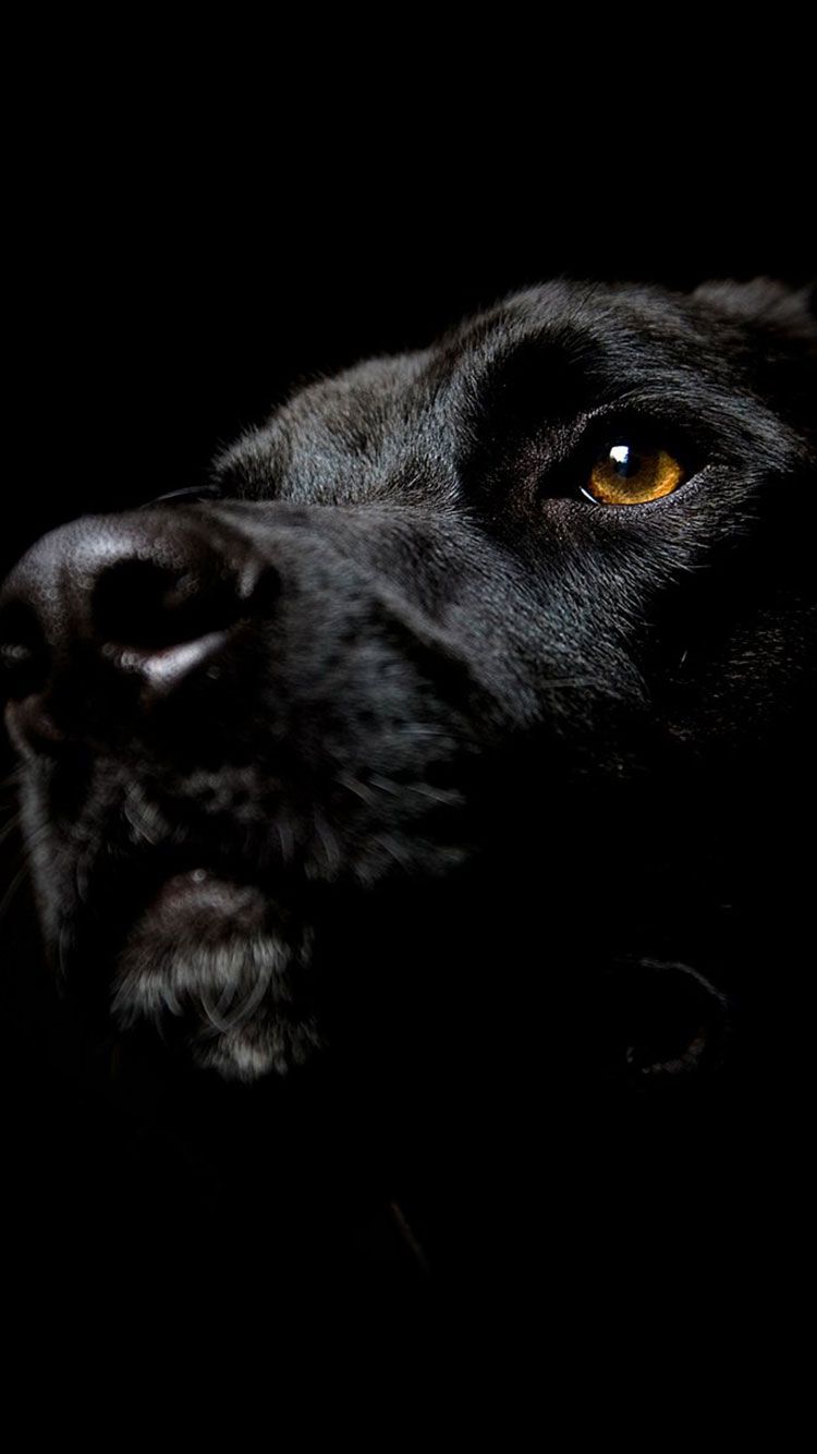 iPhone, Dog, Labrador Black. Black labrador dog, Dog