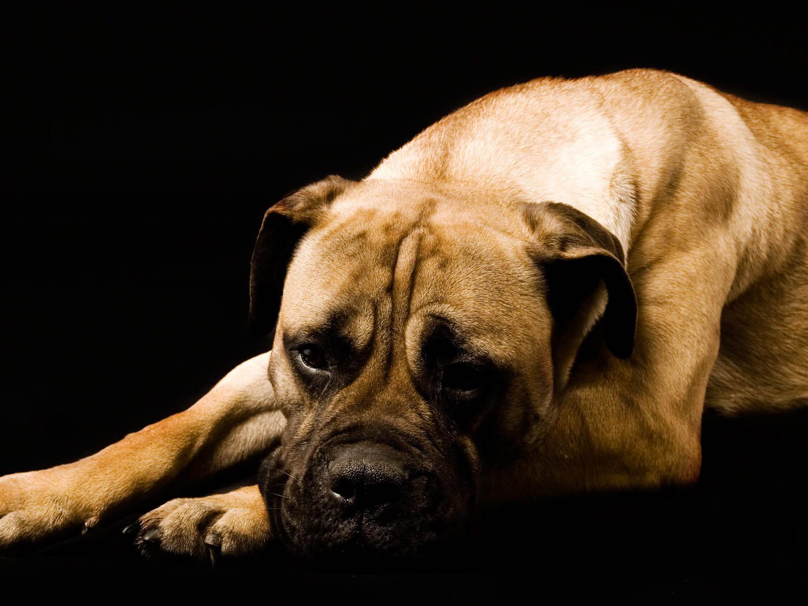 Free download Boxer Dog Wallpaper Boxer Dog Desktop Wallpaper