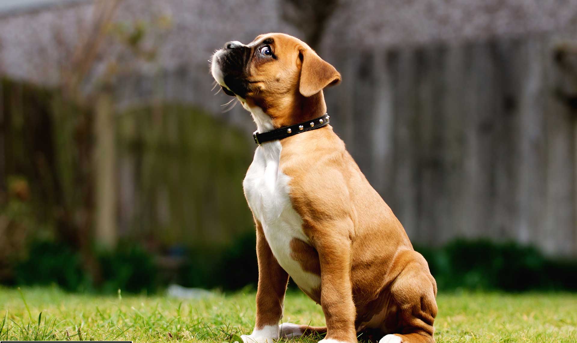 Boxer Puppy Wallpaper