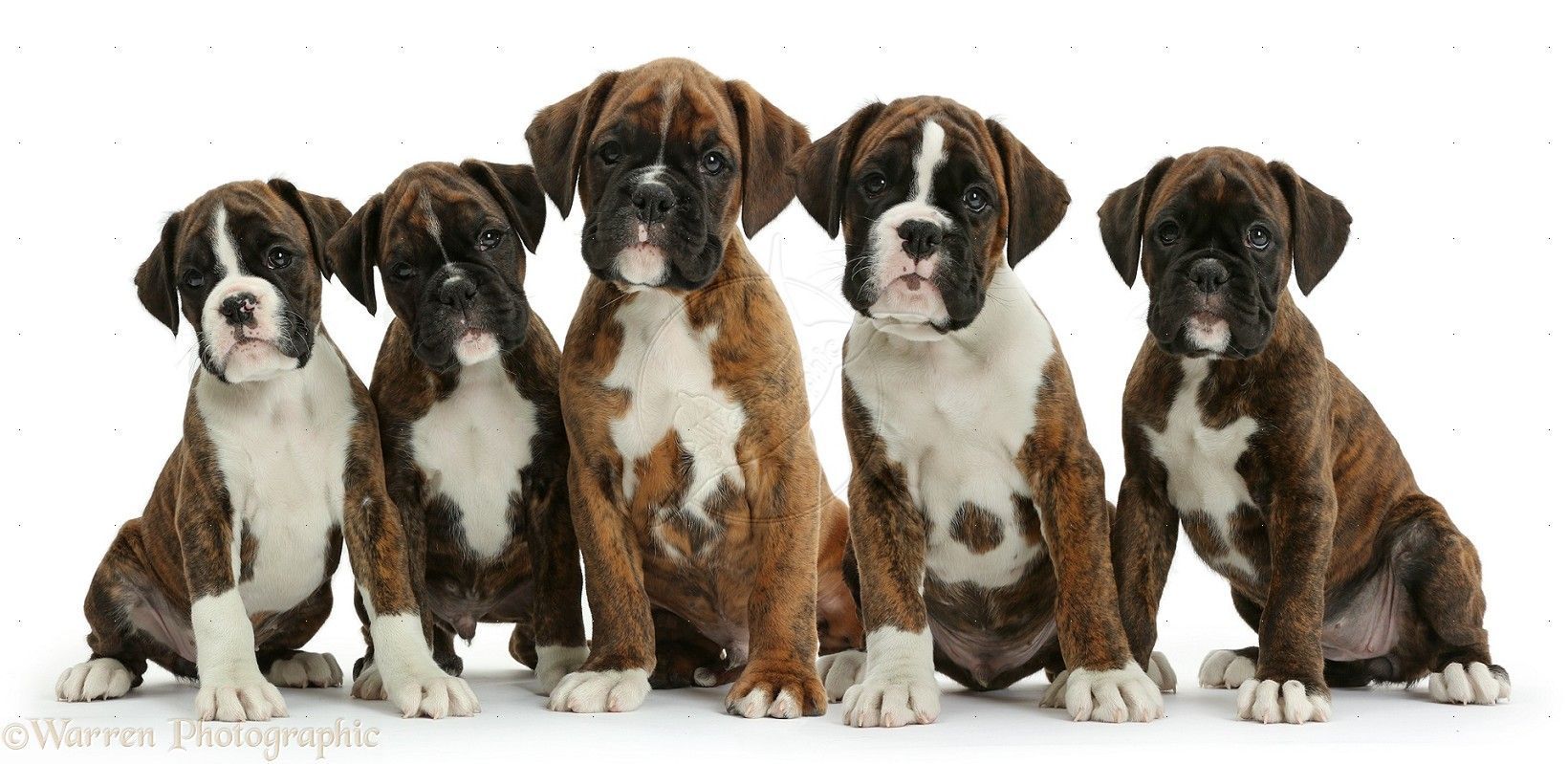 Boxer puppies photo