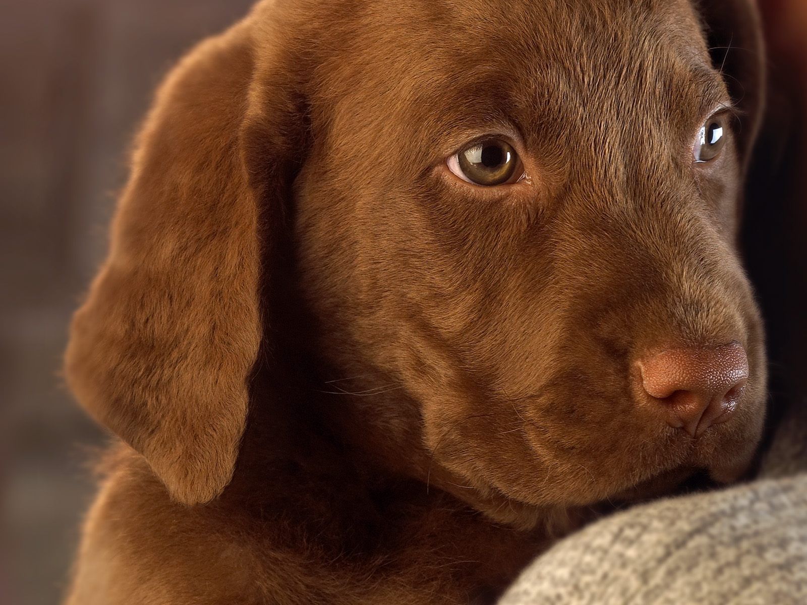 Free download Chocolate Lab Puppy Wallpaper Animals chocolate lab